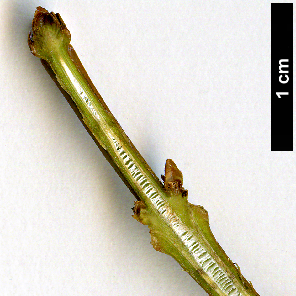 High resolution image: Family: Oleaceae - Genus: Forsythia - Taxon: viridissima High resolution image: Family: Oleaceae - Genus: Forsythia - Taxon: viridissima