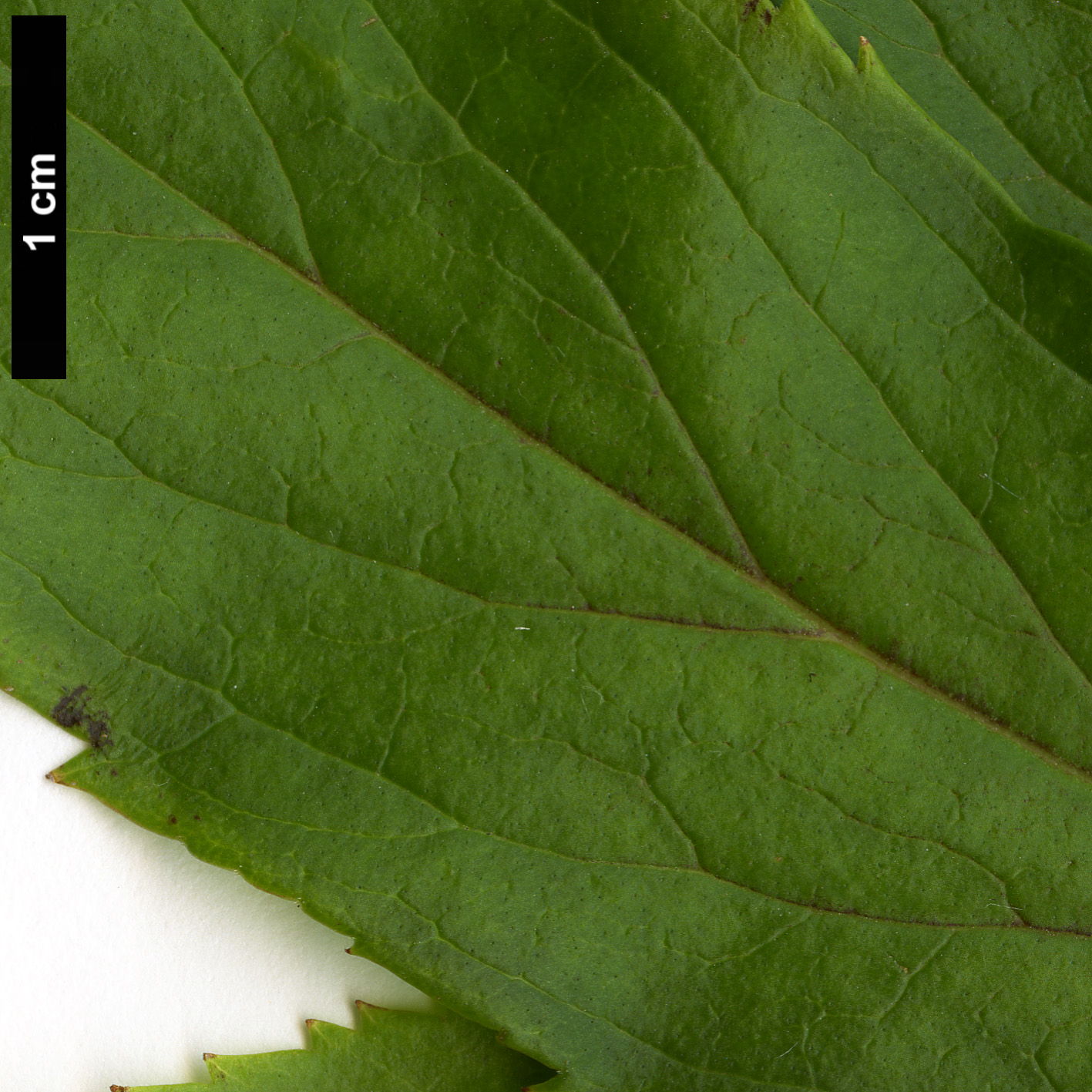 High resolution image: Family: Oleaceae - Genus: Forsythia - Taxon: viridissima