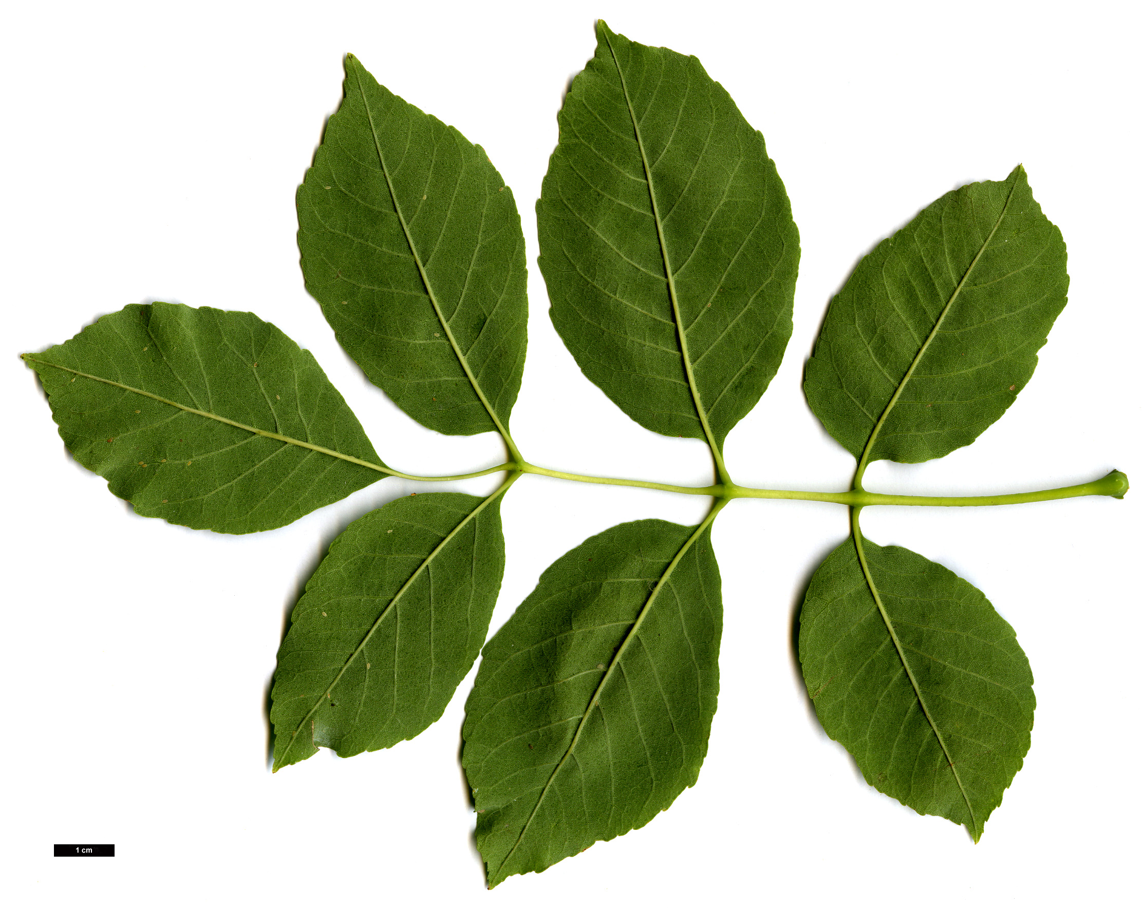 High resolution image: Family: Oleaceae - Genus: Fraxinus - Taxon: albicans High resolution image: Family: Oleaceae - Genus: Fraxinus - Taxon: albicans