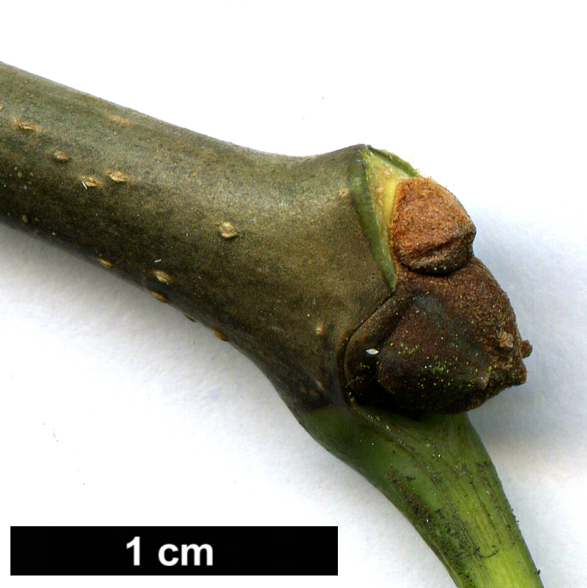 High resolution image: Family: Oleaceae - Genus: Fraxinus - Taxon: americana High resolution image: Family: Oleaceae - Genus: Fraxinus - Taxon: americana