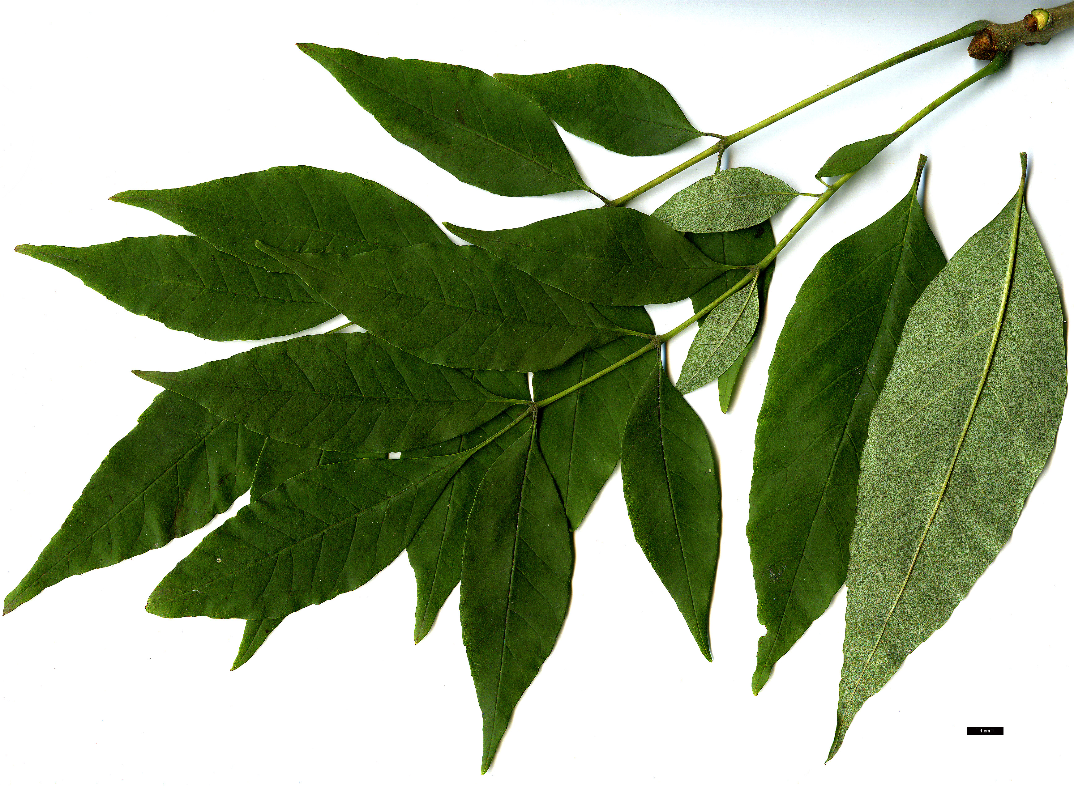 High resolution image: Family: Oleaceae - Genus: Fraxinus - Taxon: americana High resolution image: Family: Oleaceae - Genus: Fraxinus - Taxon: americana