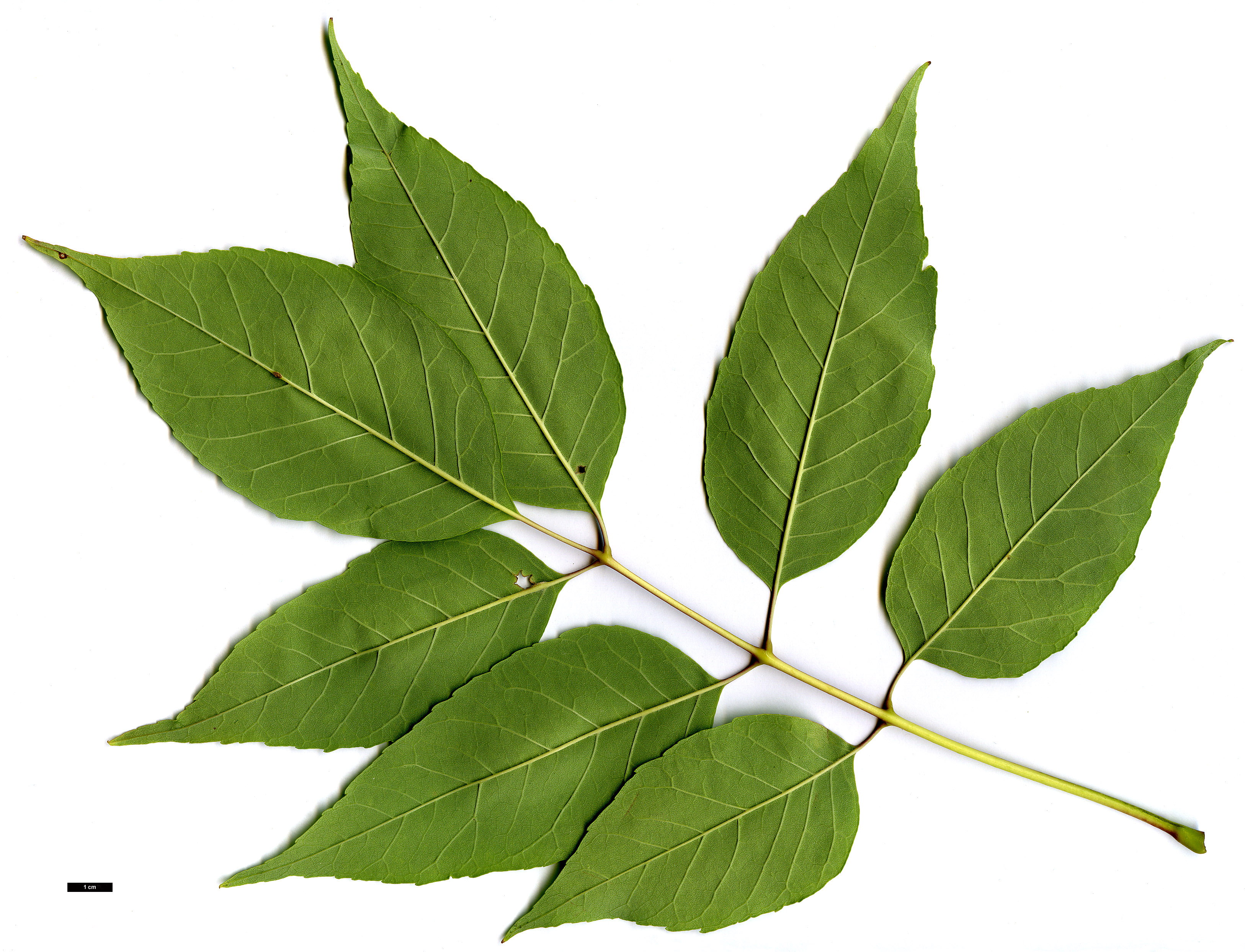 High resolution image: Family: Oleaceae - Genus: Fraxinus - Taxon: americana