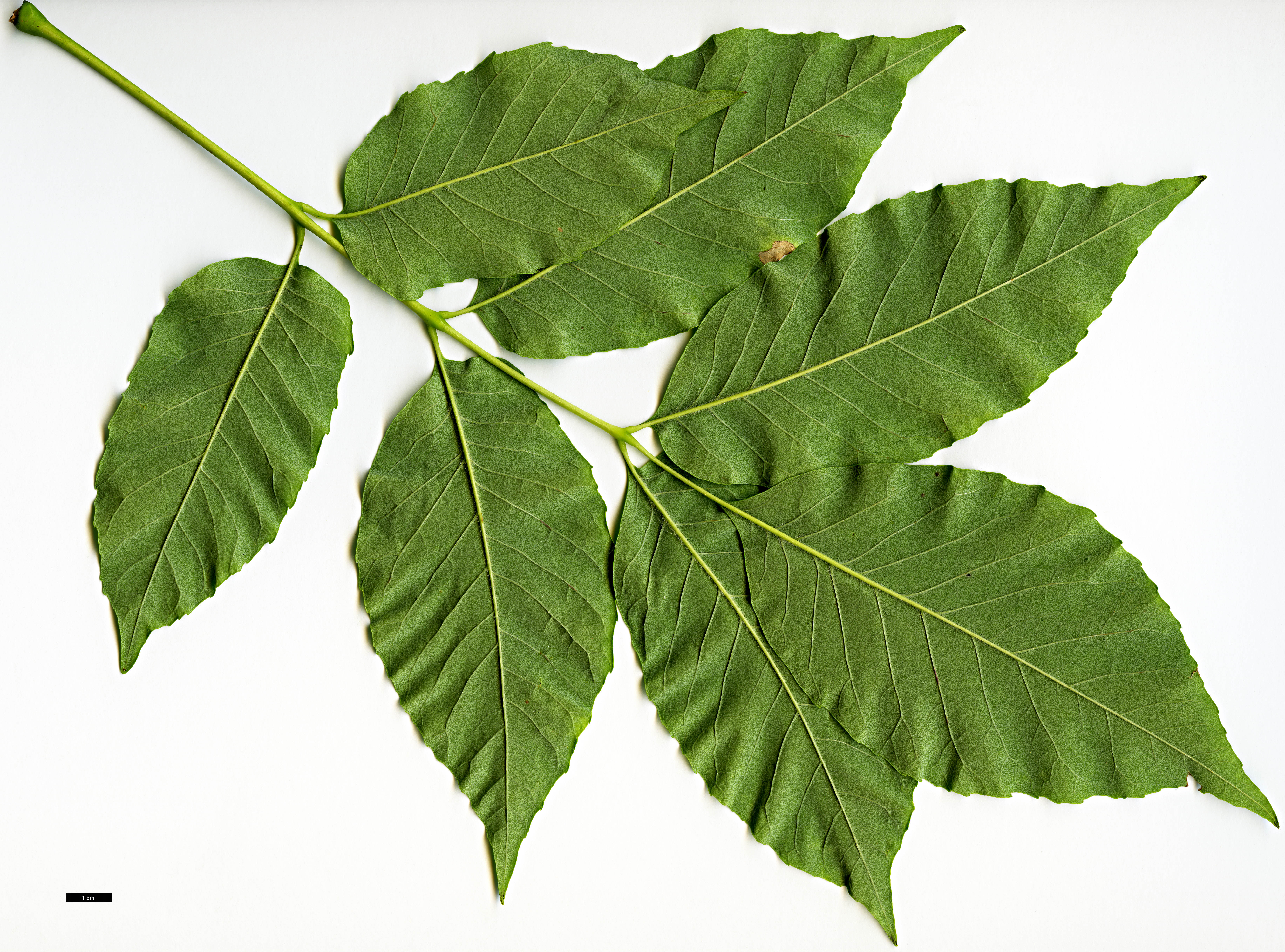 High resolution image: Family: Oleaceae - Genus: Fraxinus - Taxon: americana High resolution image: Family: Oleaceae - Genus: Fraxinus - Taxon: americana