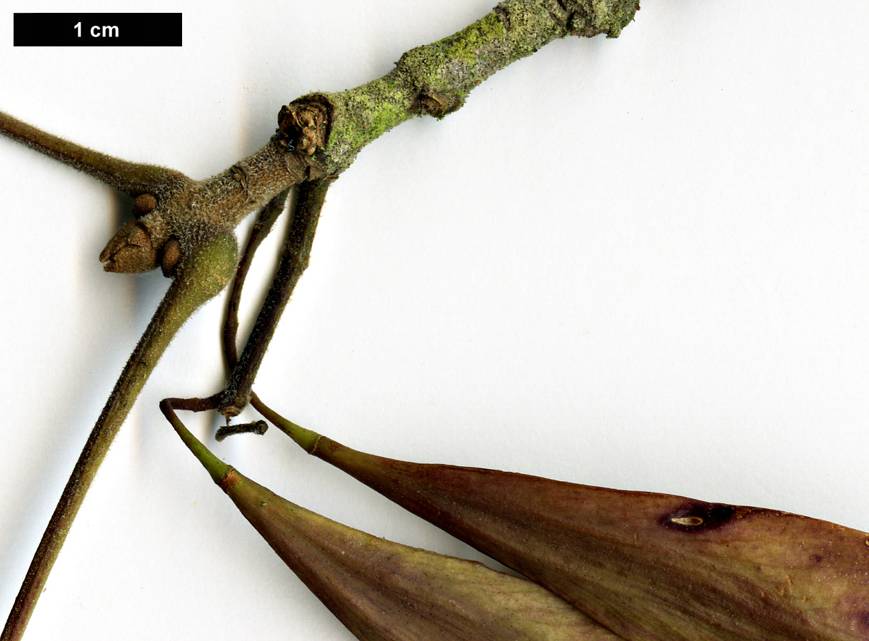 High resolution image: Family: Oleaceae - Genus: Fraxinus - Taxon: caroliniana