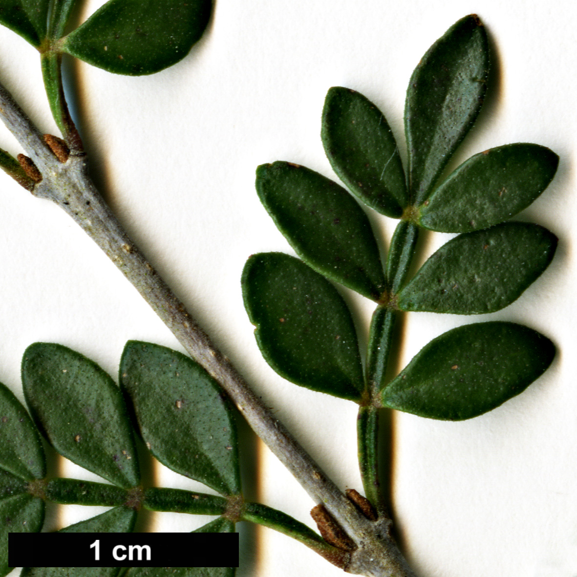 High resolution image: Family: Oleaceae - Genus: Fraxinus - Taxon: greggii High resolution image: Family: Oleaceae - Genus: Fraxinus - Taxon: greggii