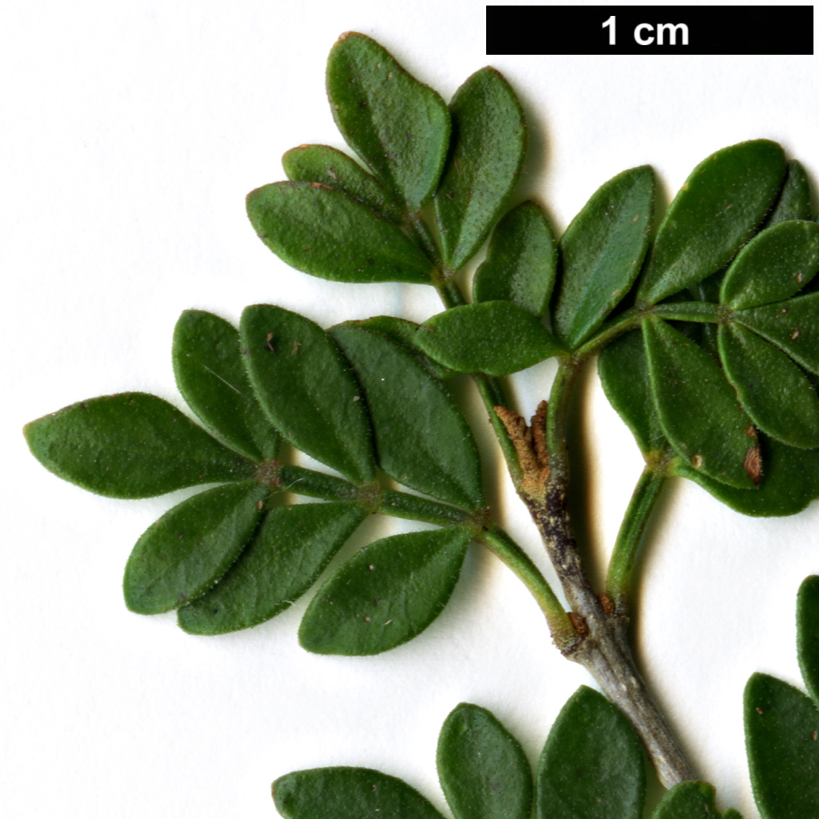 High resolution image: Family: Oleaceae - Genus: Fraxinus - Taxon: greggii High resolution image: Family: Oleaceae - Genus: Fraxinus - Taxon: greggii