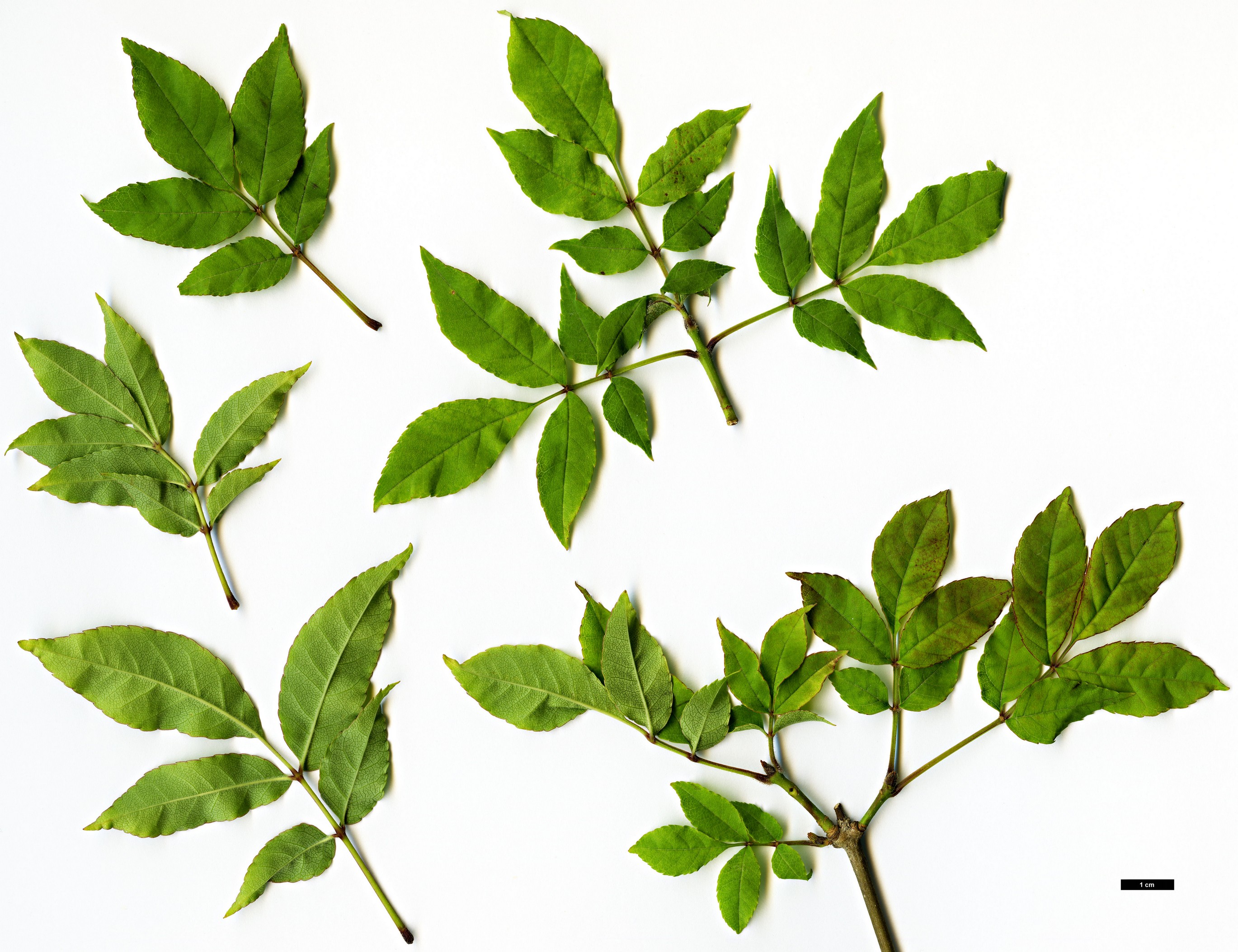 High resolution image: Family: Oleaceae - Genus: Fraxinus - Taxon: longicuspis