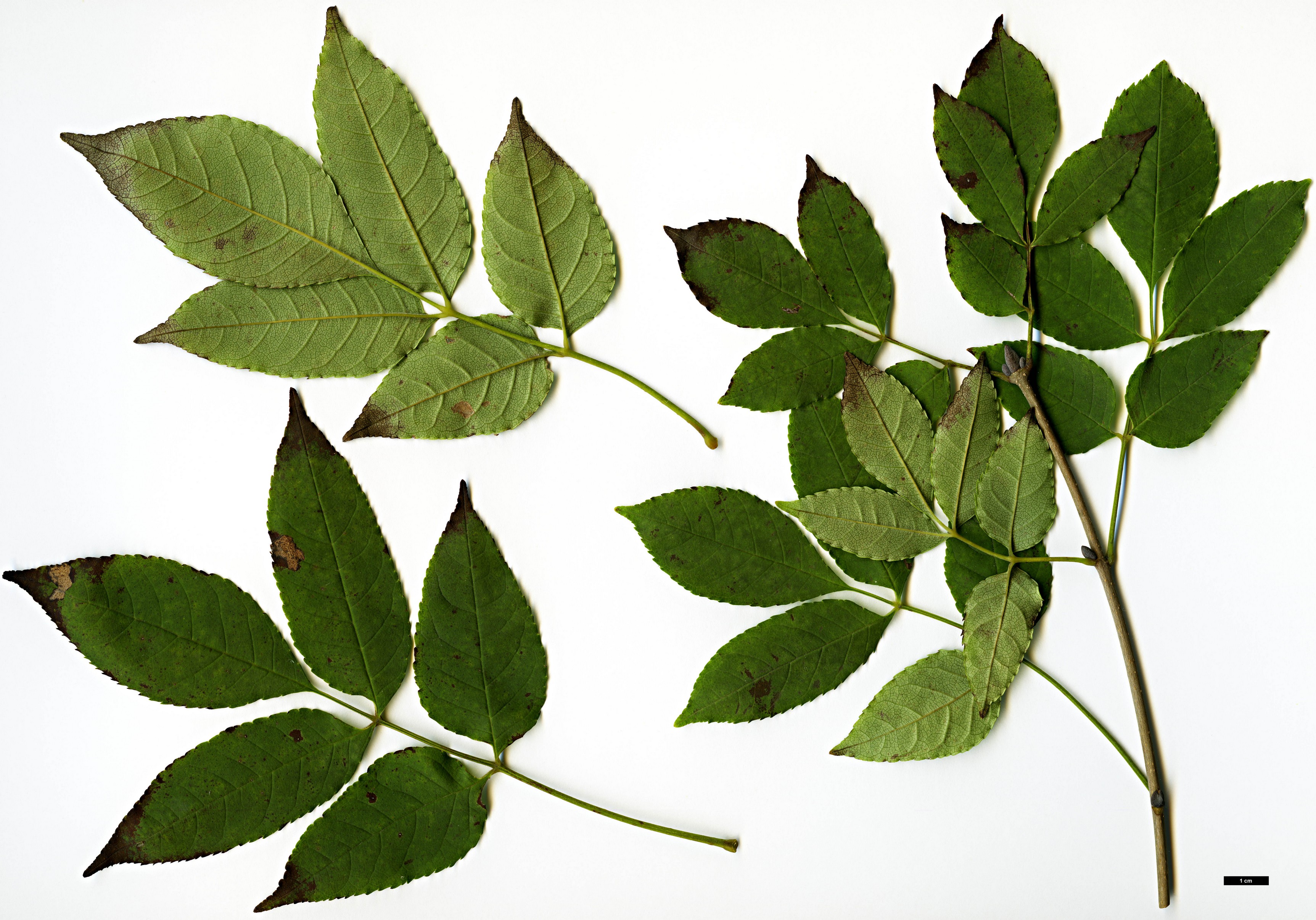 High resolution image: Family: Oleaceae - Genus: Fraxinus - Taxon: longicuspis