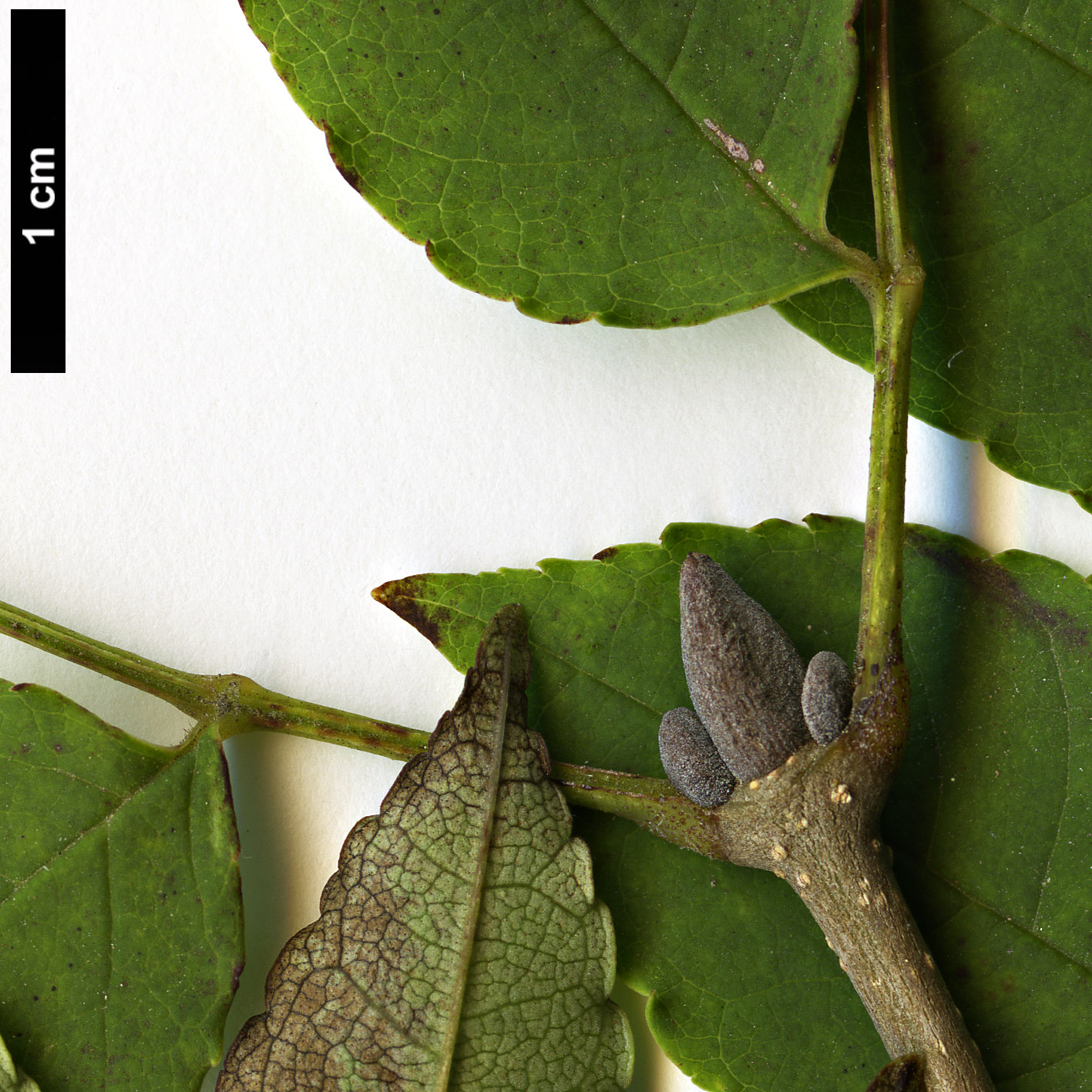 High resolution image: Family: Oleaceae - Genus: Fraxinus - Taxon: longicuspis