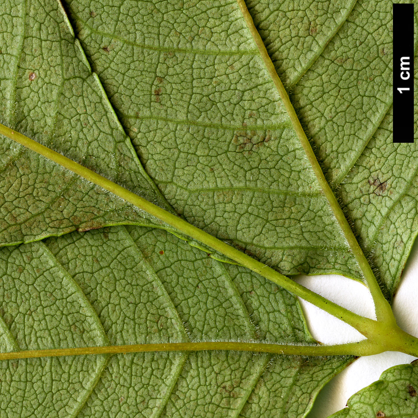 High resolution image: Family: Oleaceae - Genus: Fraxinus - Taxon: longicuspis