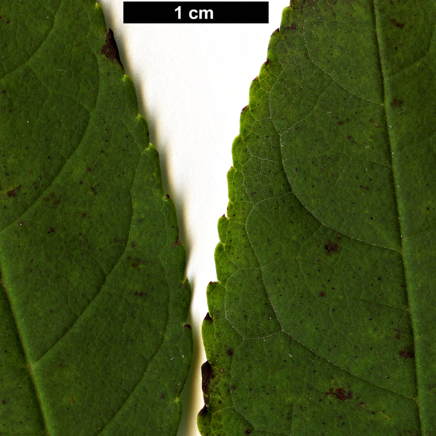 High resolution image: Family: Oleaceae - Genus: Fraxinus - Taxon: longicuspis