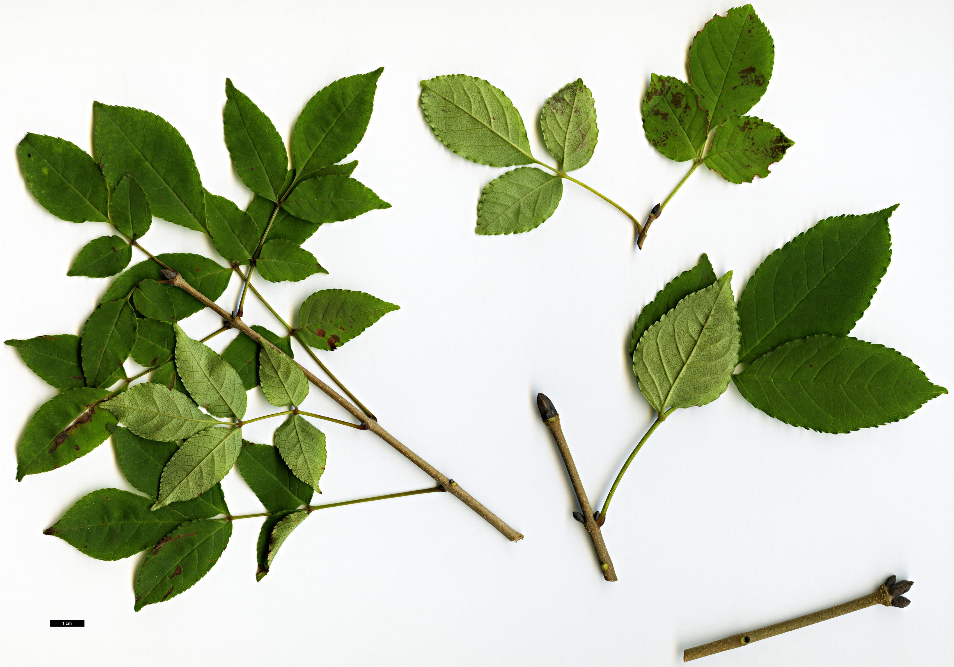 High resolution image: Family: Oleaceae - Genus: Fraxinus - Taxon: longicuspis