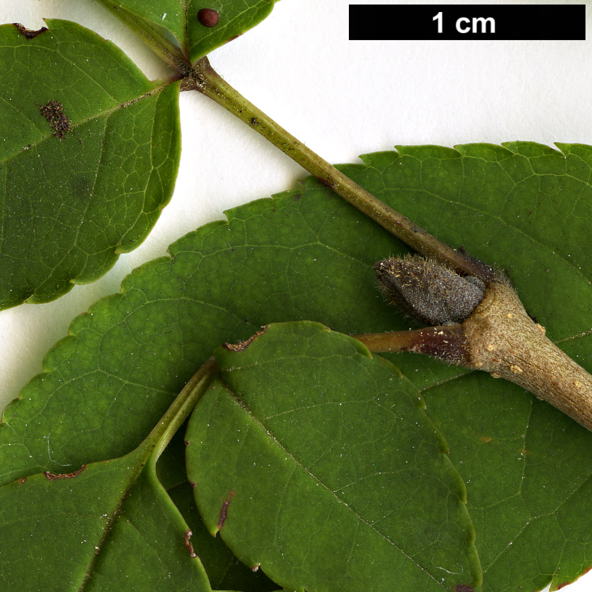 High resolution image: Family: Oleaceae - Genus: Fraxinus - Taxon: longicuspis