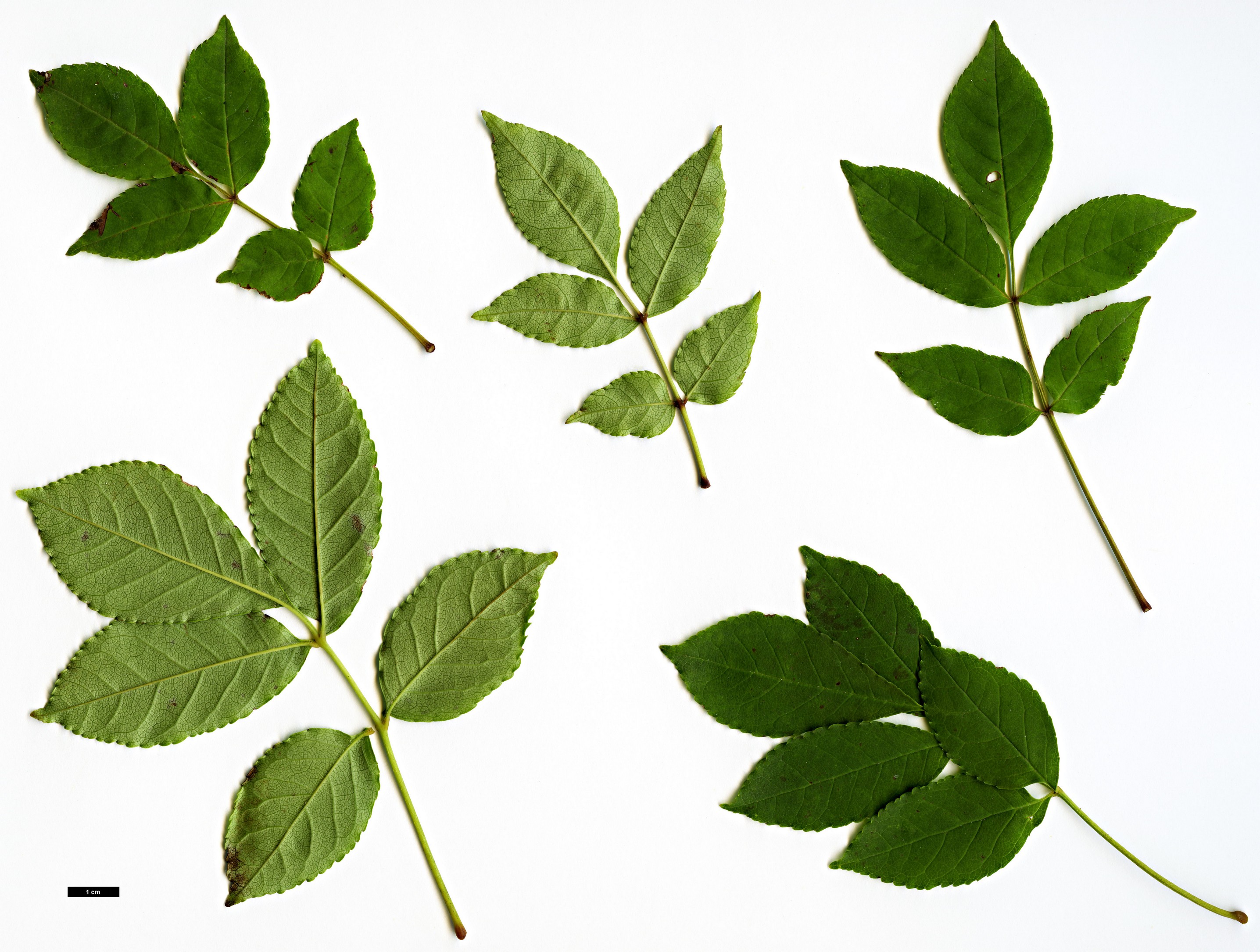 High resolution image: Family: Oleaceae - Genus: Fraxinus - Taxon: longicuspis