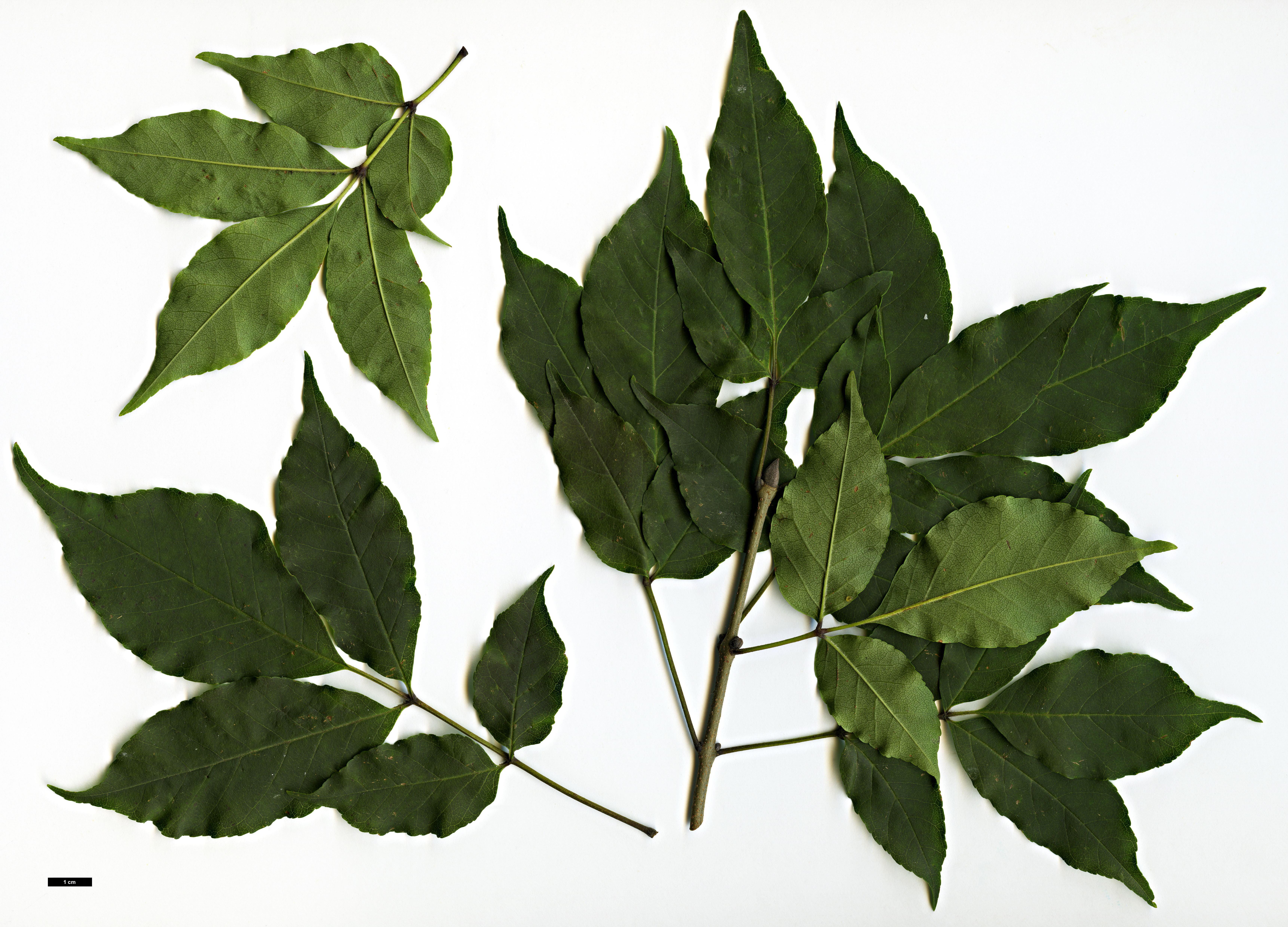 High resolution image: Family: Oleaceae - Genus: Fraxinus - Taxon: longicuspis