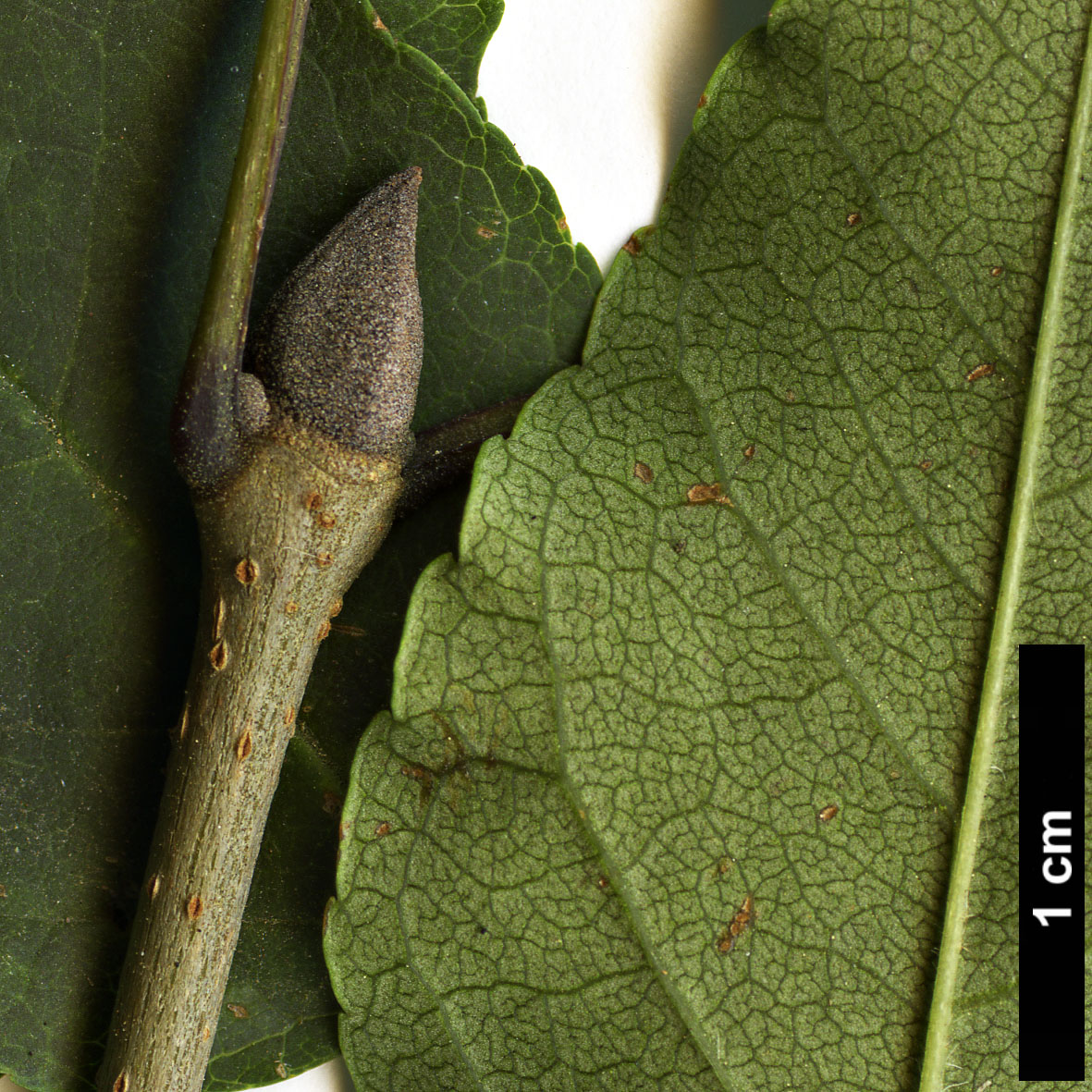 High resolution image: Family: Oleaceae - Genus: Fraxinus - Taxon: longicuspis