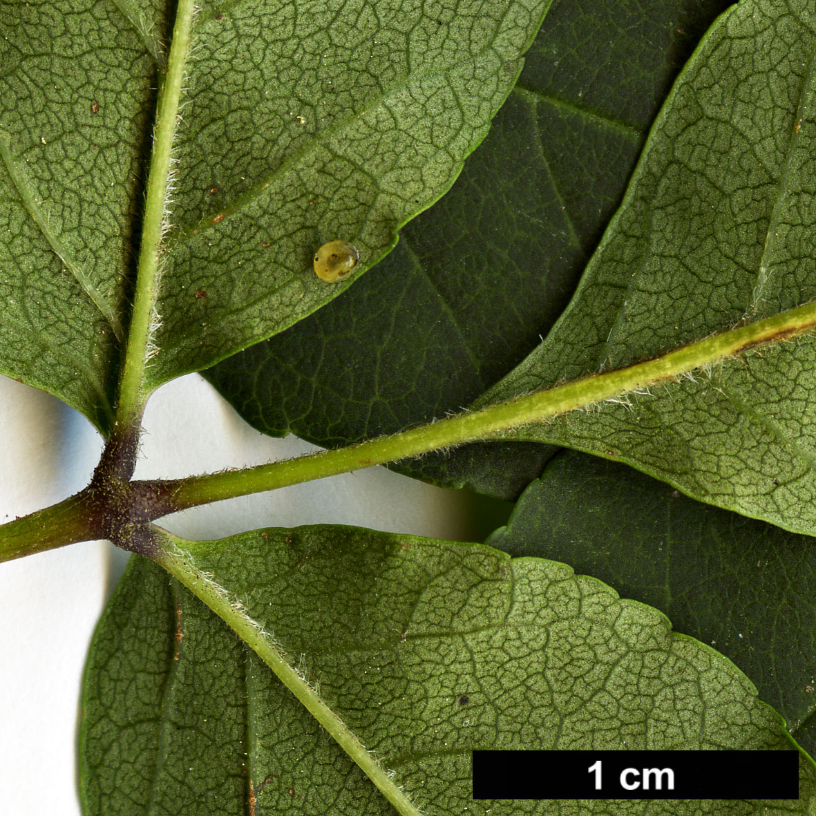 High resolution image: Family: Oleaceae - Genus: Fraxinus - Taxon: longicuspis High resolution image: Family: Oleaceae - Genus: Fraxinus - Taxon: longicuspis