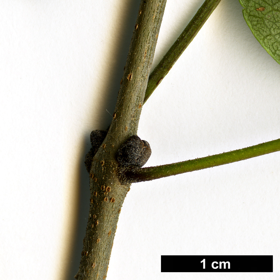 High resolution image: Family: Oleaceae - Genus: Fraxinus - Taxon: longicuspis
