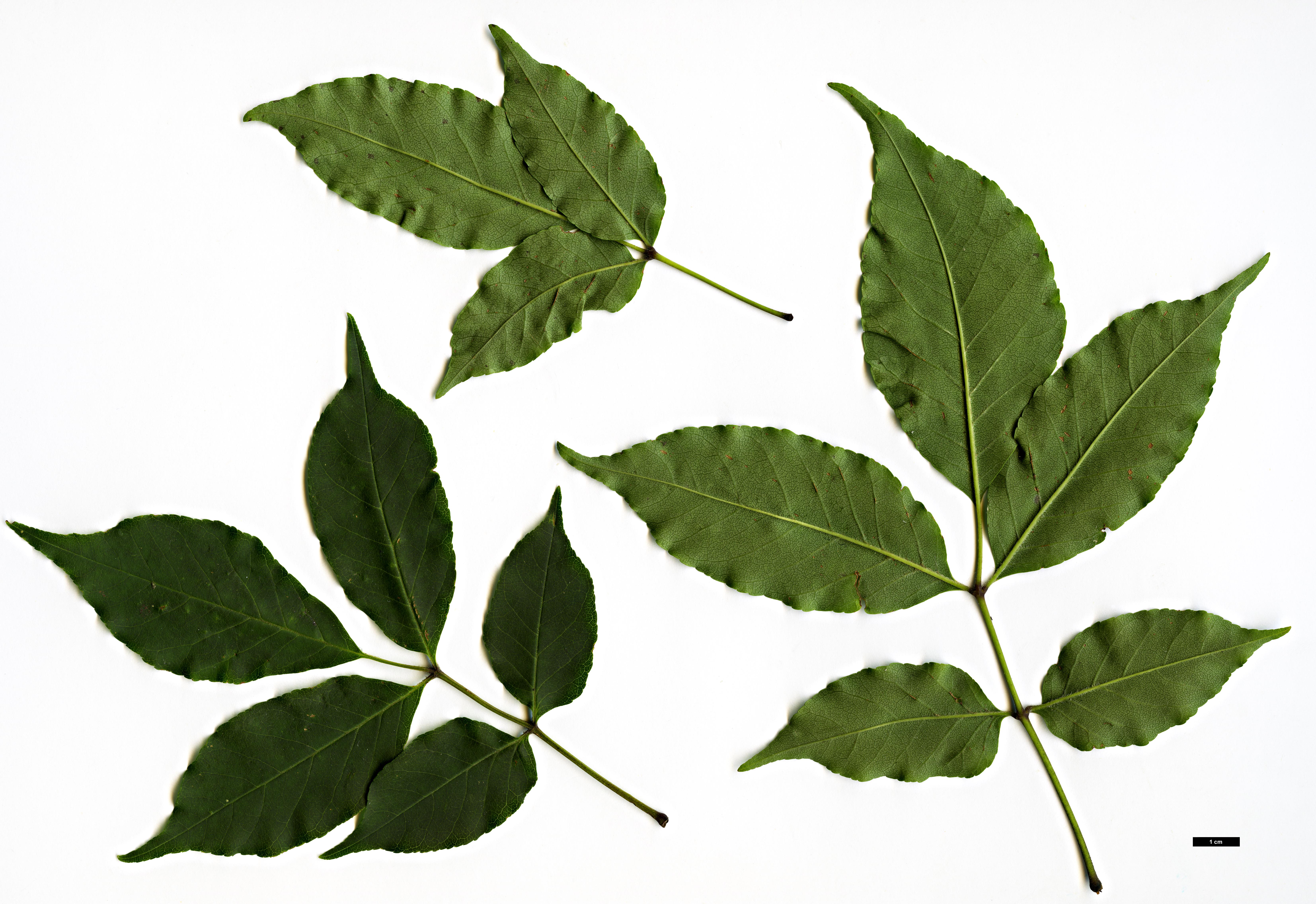 High resolution image: Family: Oleaceae - Genus: Fraxinus - Taxon: longicuspis