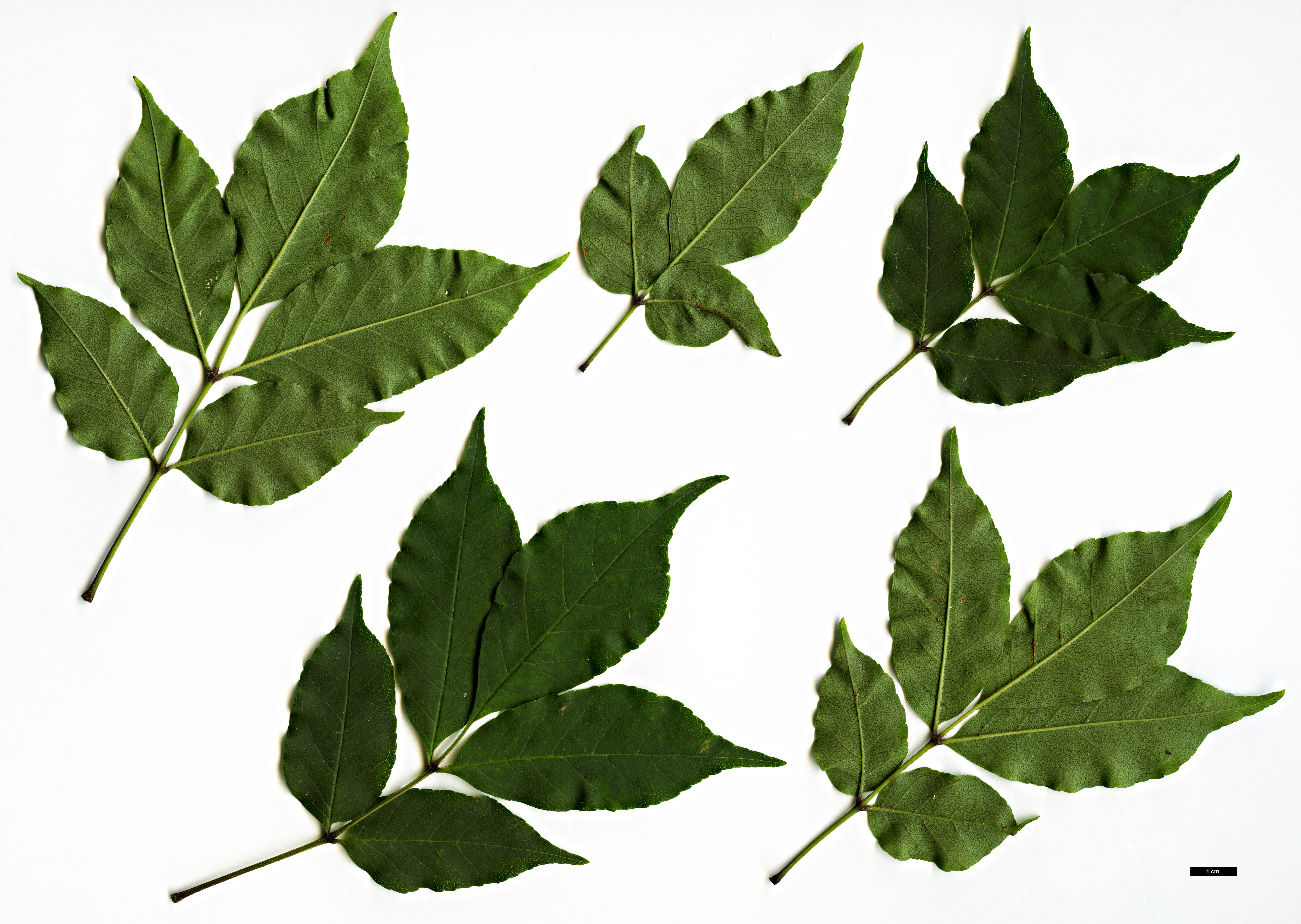 High resolution image: Family: Oleaceae - Genus: Fraxinus - Taxon: longicuspis