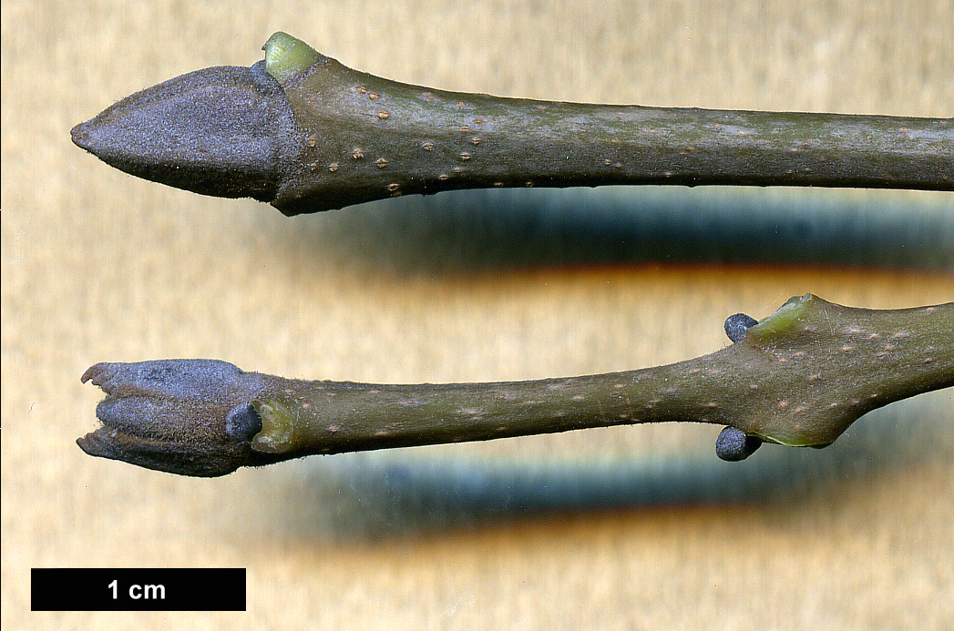 High resolution image: Family: Oleaceae - Genus: Fraxinus - Taxon: ornus