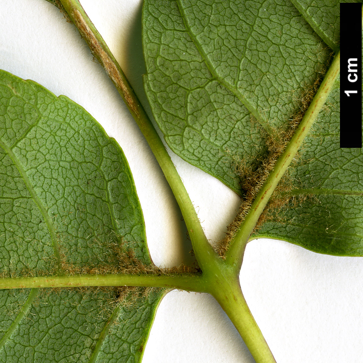 High resolution image: Family: Oleaceae - Genus: Fraxinus - Taxon: ornus