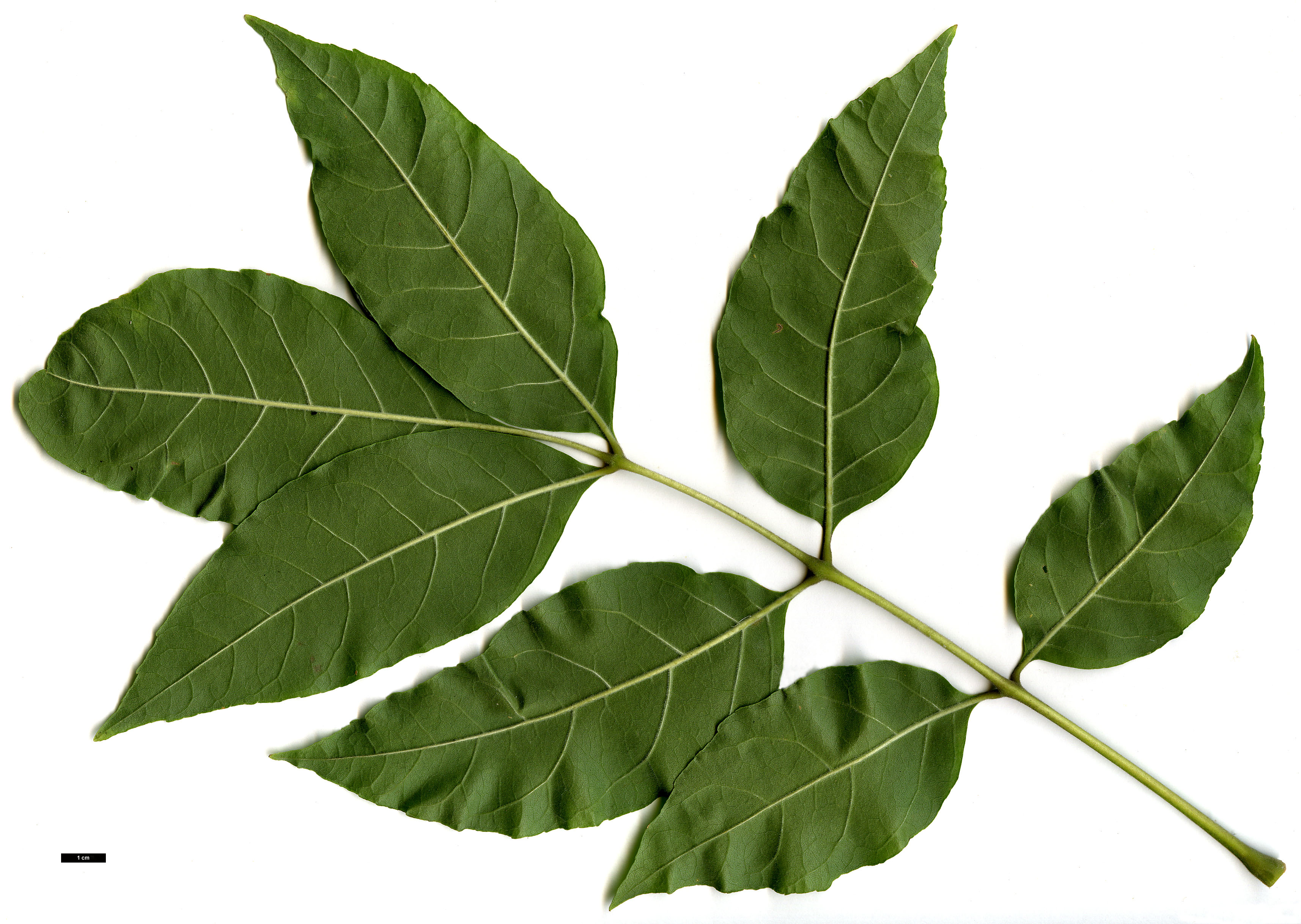 High resolution image: Family: Oleaceae - Genus: Fraxinus - Taxon: profunda High resolution image: Family: Oleaceae - Genus: Fraxinus - Taxon: profunda