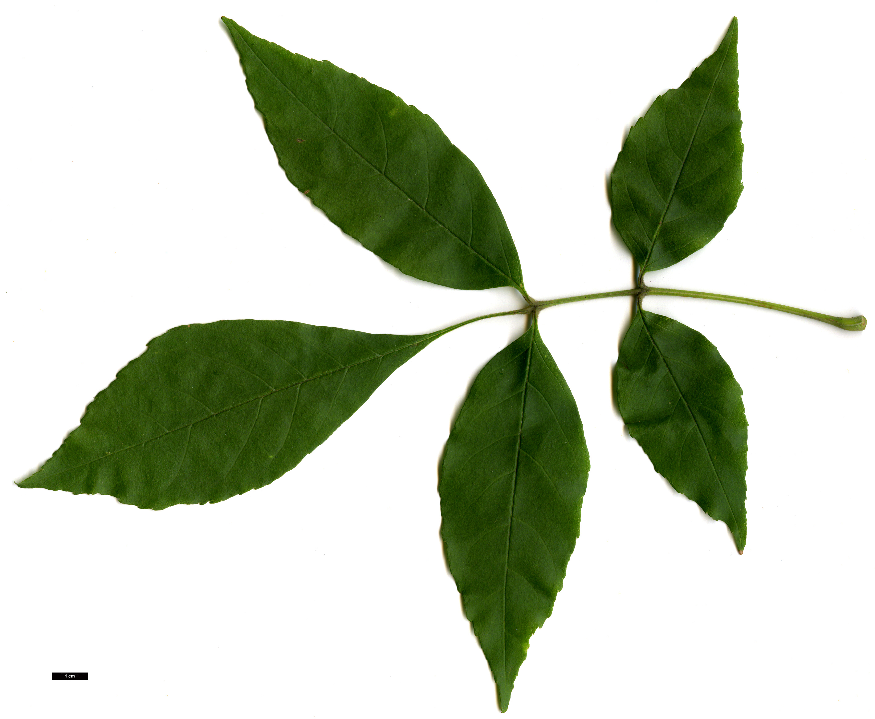 High resolution image: Family: Oleaceae - Genus: Fraxinus - Taxon: profunda High resolution image: Family: Oleaceae - Genus: Fraxinus - Taxon: profunda