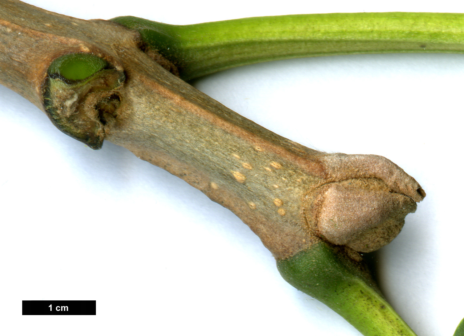 High resolution image: Family: Oleaceae - Genus: Fraxinus - Taxon: quadrangulata