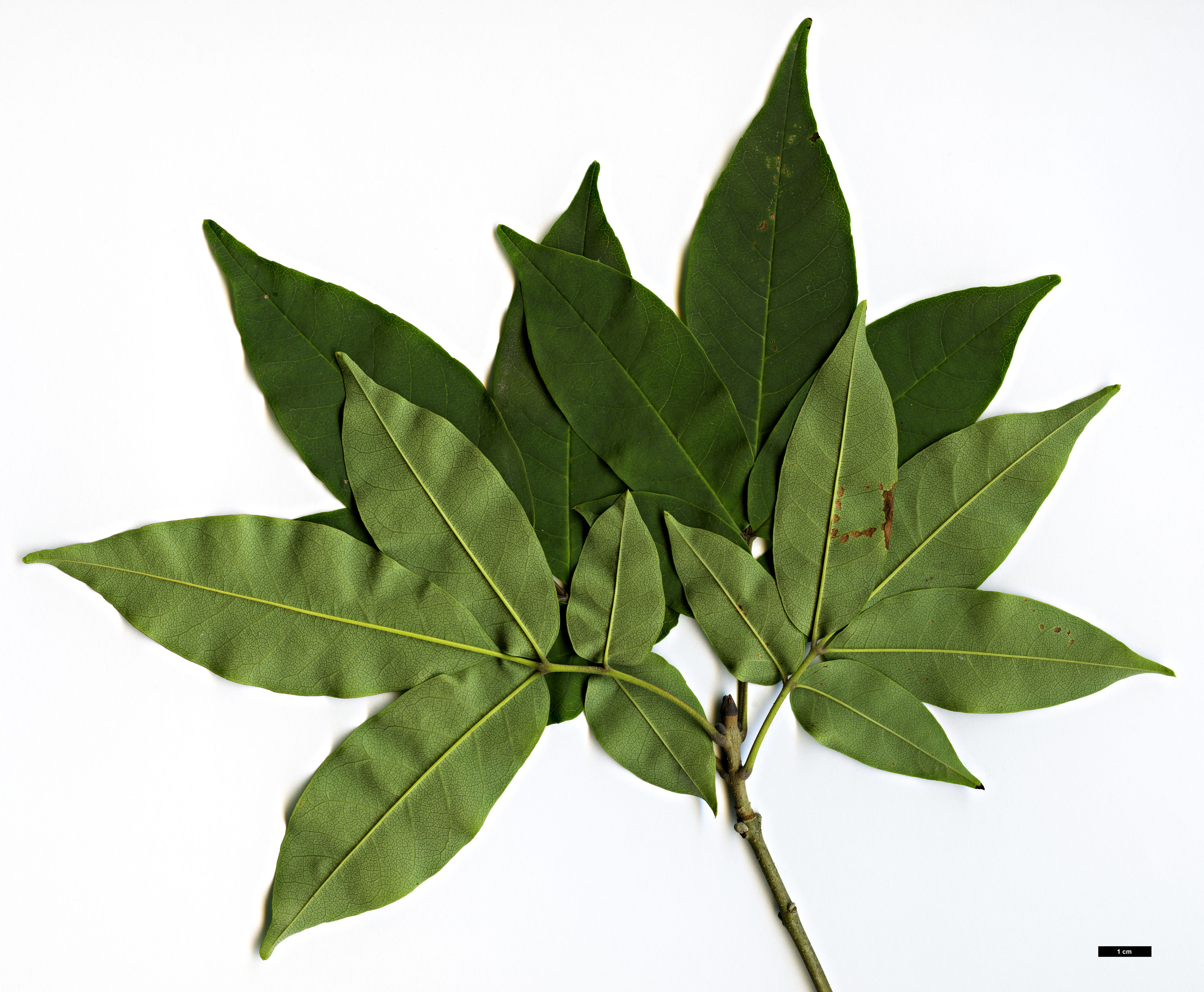High resolution image: Family: Oleaceae - Genus: Fraxinus - Taxon: sieboldiana