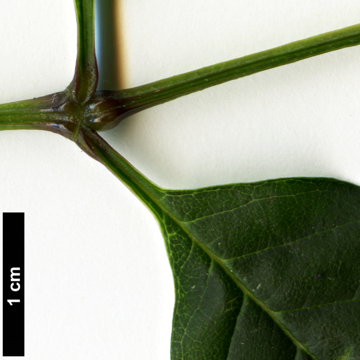 High resolution image: Family: Oleaceae - Genus: Fraxinus - Taxon: uhdei High resolution image: Family: Oleaceae - Genus: Fraxinus - Taxon: uhdei