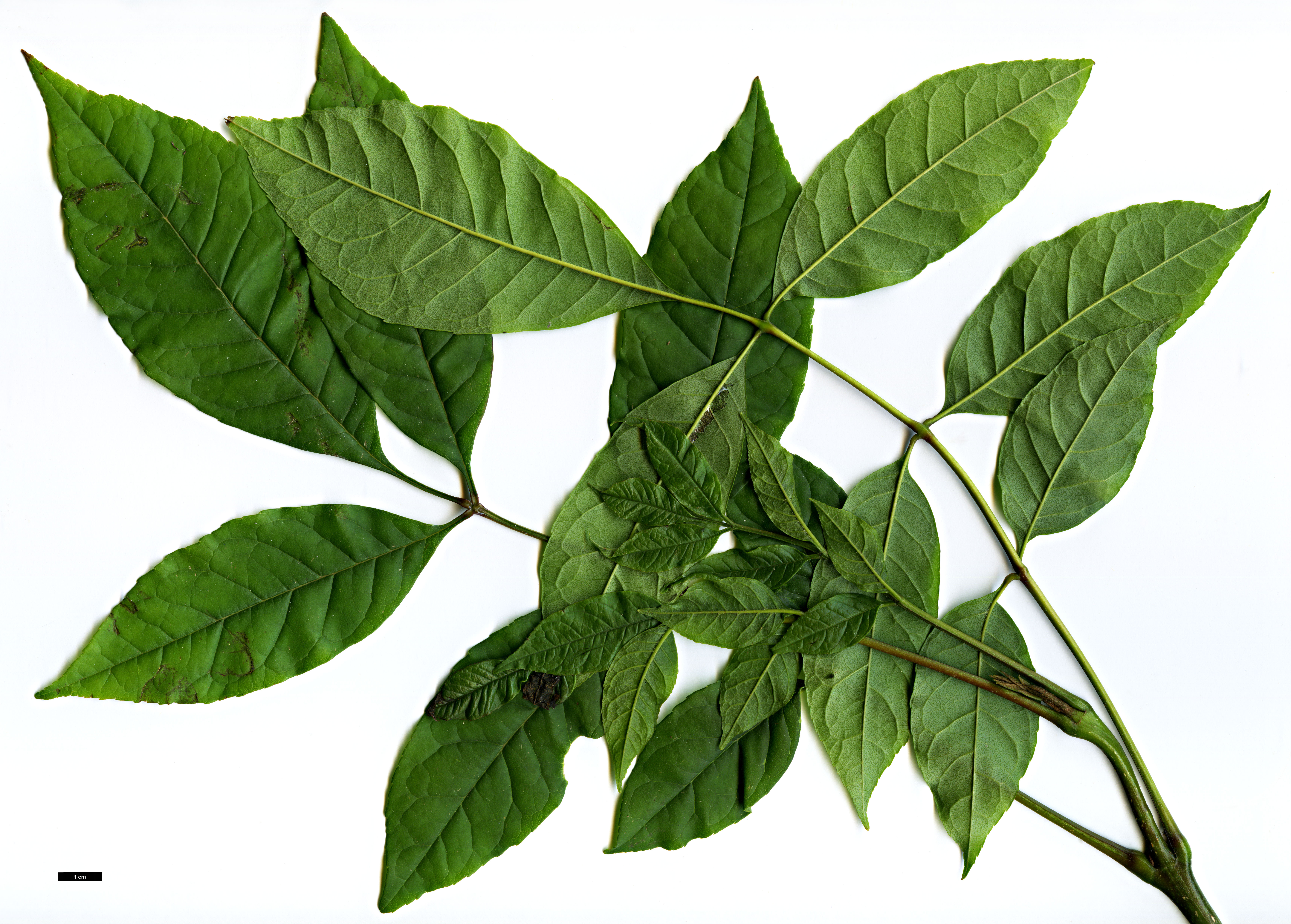 High resolution image: Family: Oleaceae - Genus: Fraxinus - Taxon: uhdei High resolution image: Family: Oleaceae - Genus: Fraxinus - Taxon: uhdei