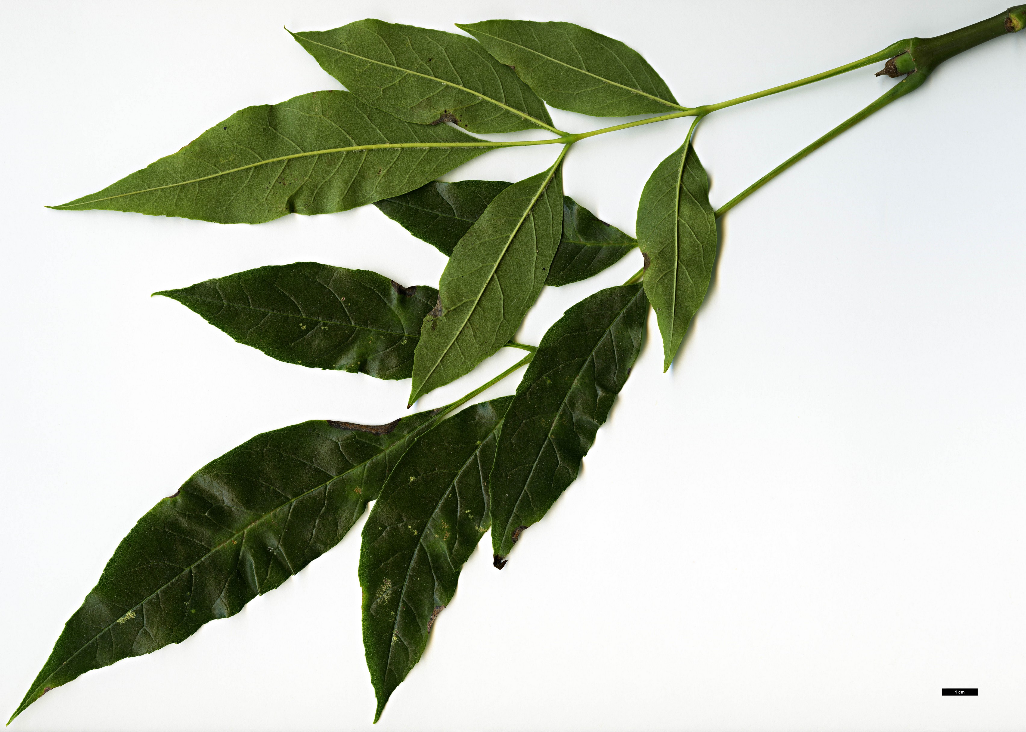 High resolution image: Family: Oleaceae - Genus: Fraxinus - Taxon: uhdei