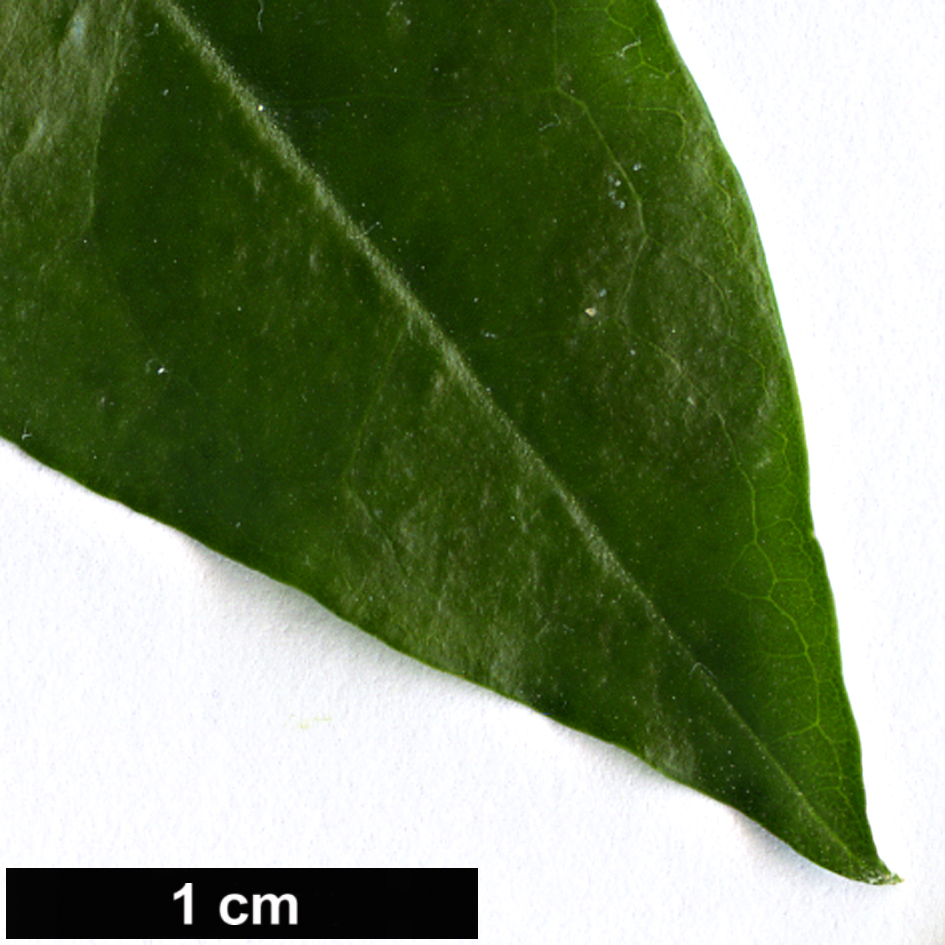High resolution image: Family: Oleaceae - Genus: Jasminum - Taxon: azoricum High resolution image: Family: Oleaceae - Genus: Jasminum - Taxon: azoricum