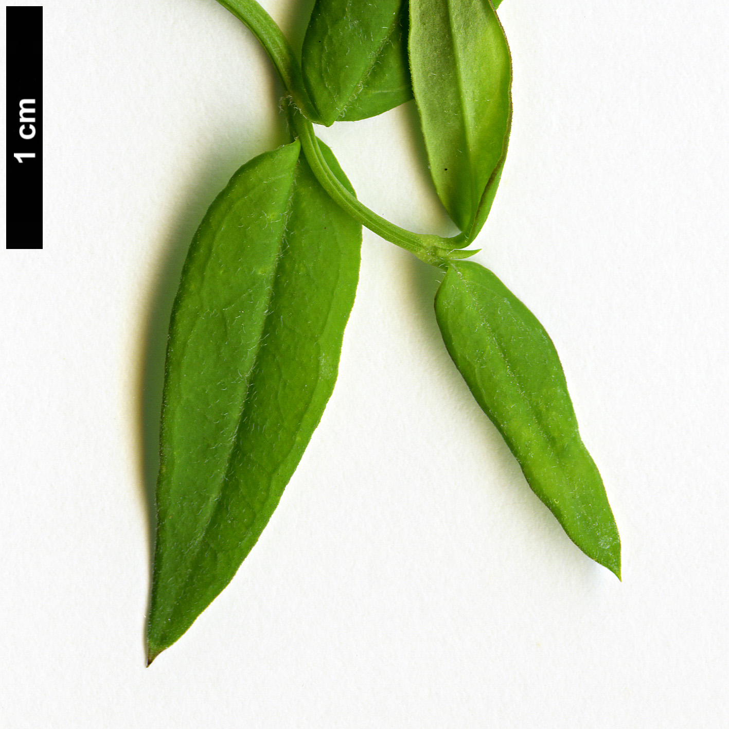 High resolution image: Family: Oleaceae - Genus: Jasminum - Taxon: beesianum