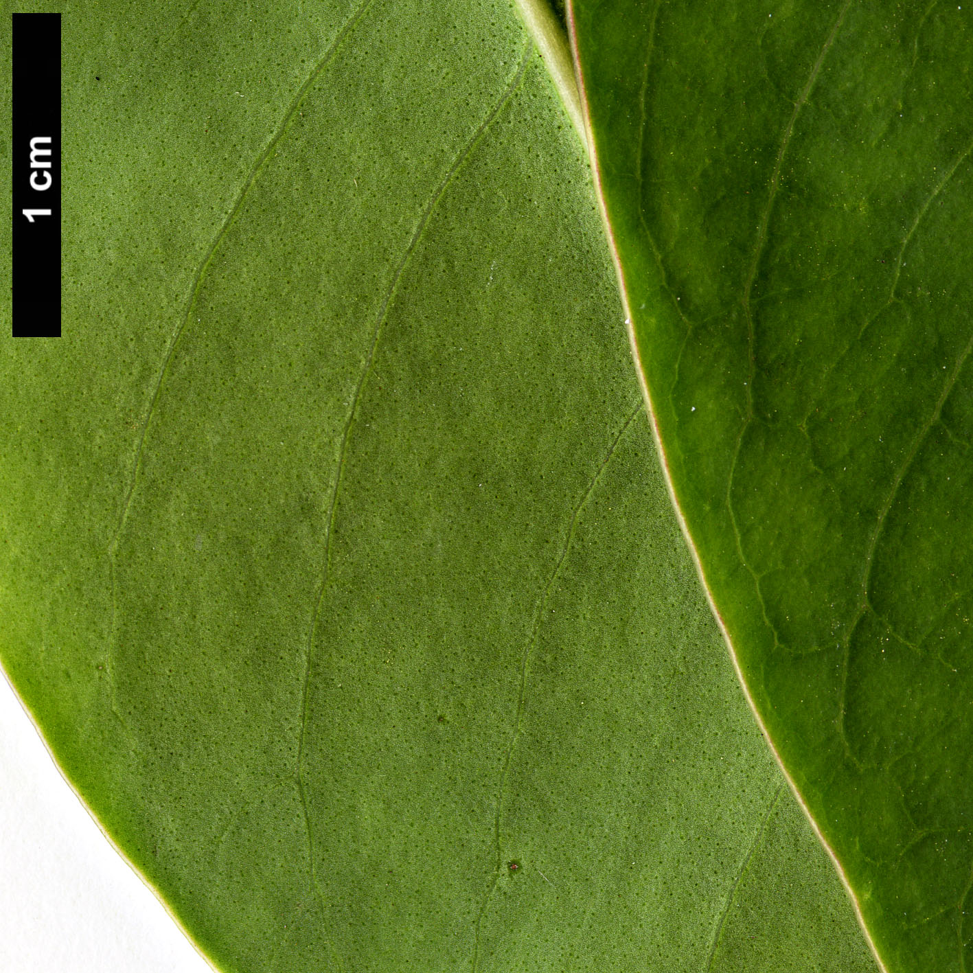 High resolution image: Family: Oleaceae - Genus: Ligustrum - Taxon: compactum