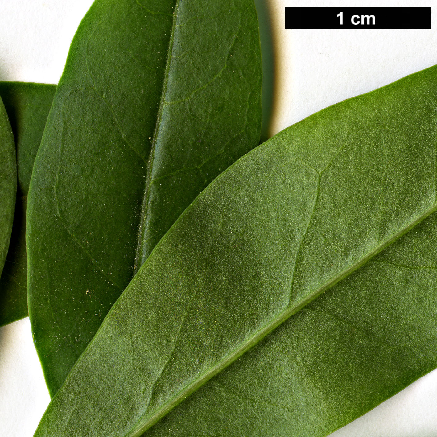 High resolution image: Family: Oleaceae - Genus: Ligustrum - Taxon: lindleyi