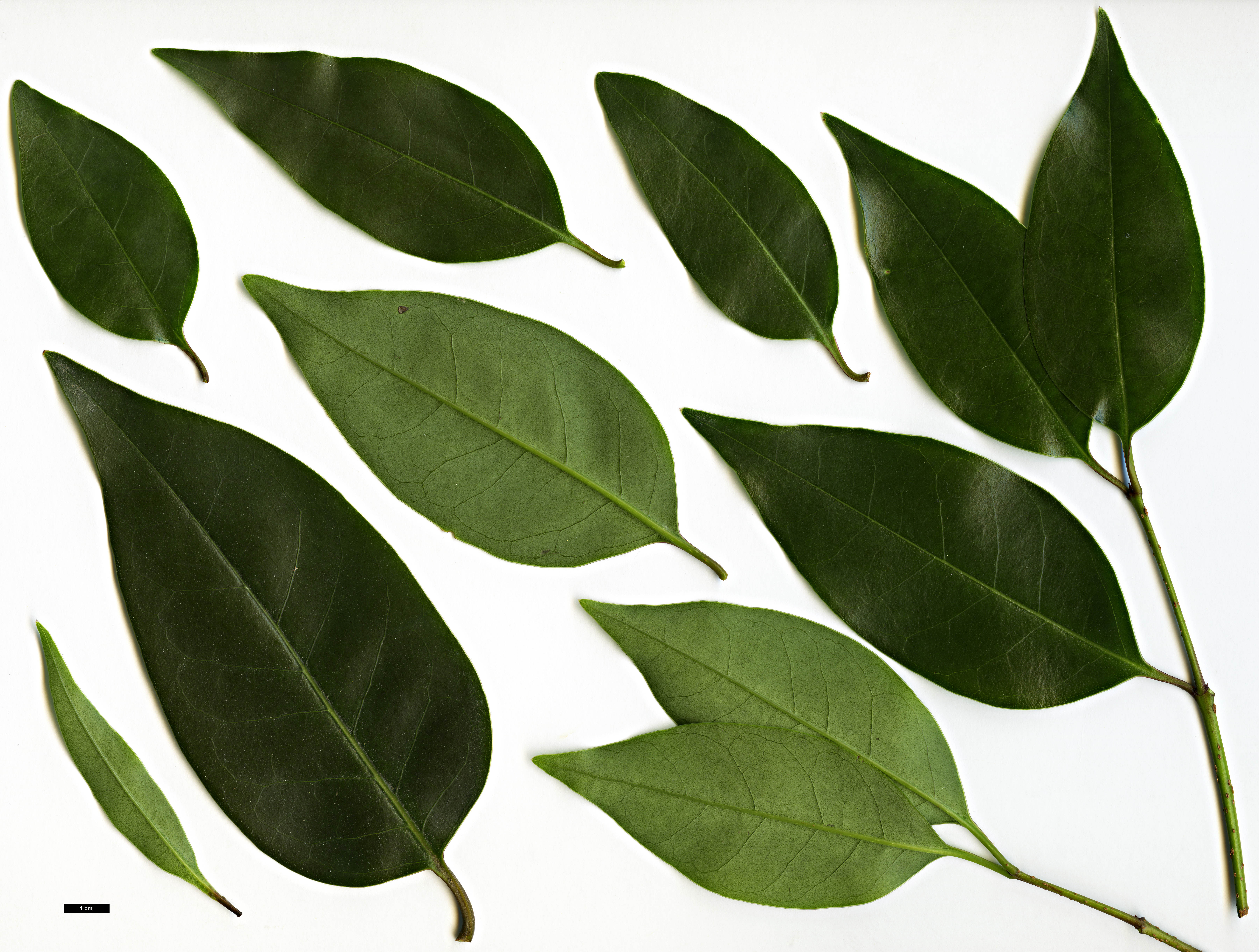 High resolution image: Family: Oleaceae - Genus: Ligustrum - Taxon: lucidum High resolution image: Family: Oleaceae - Genus: Ligustrum - Taxon: lucidum