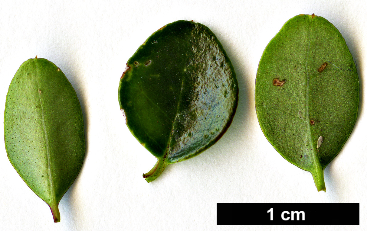 High resolution image: Family: Oleaceae - Genus: Ligustrum - Taxon: morrisonense High resolution image: Family: Oleaceae - Genus: Ligustrum - Taxon: morrisonense