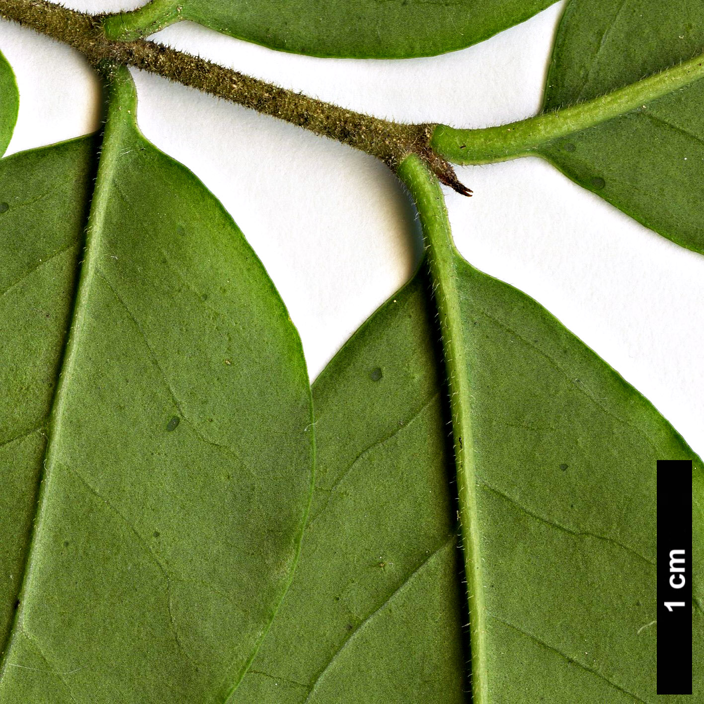 High resolution image: Family: Oleaceae - Genus: Ligustrum - Taxon: obtusifolium High resolution image: Family: Oleaceae - Genus: Ligustrum - Taxon: obtusifolium