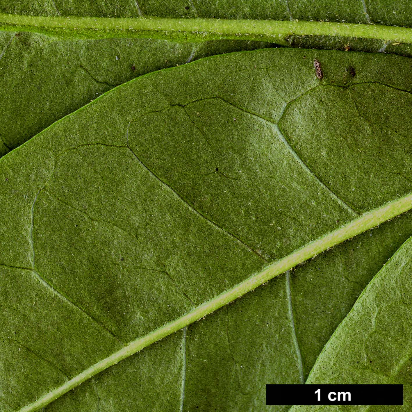 High resolution image: Family: Oleaceae - Genus: Ligustrum - Taxon: ovalifolium