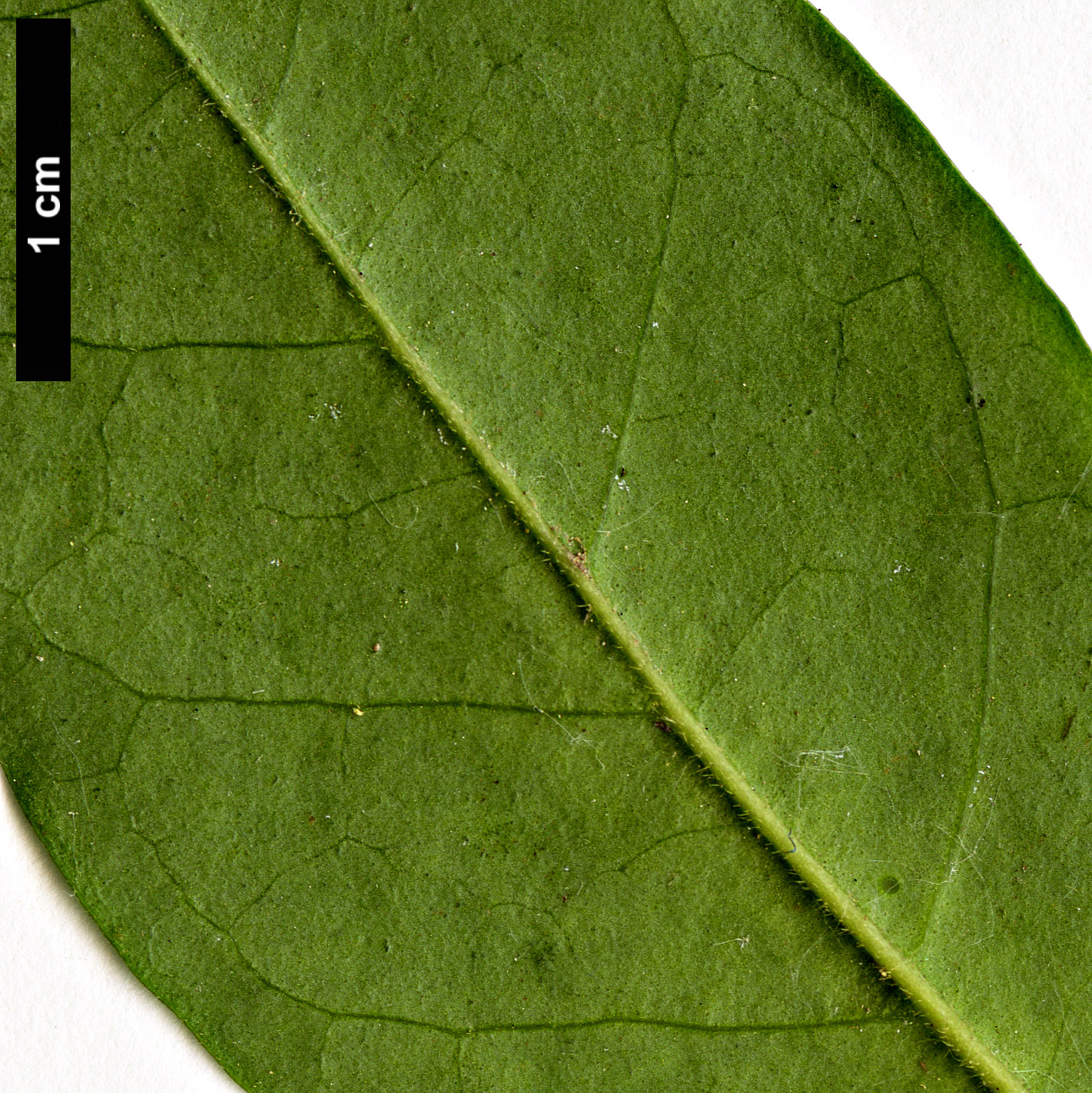 High resolution image: Family: Oleaceae - Genus: Ligustrum - Taxon: sinense