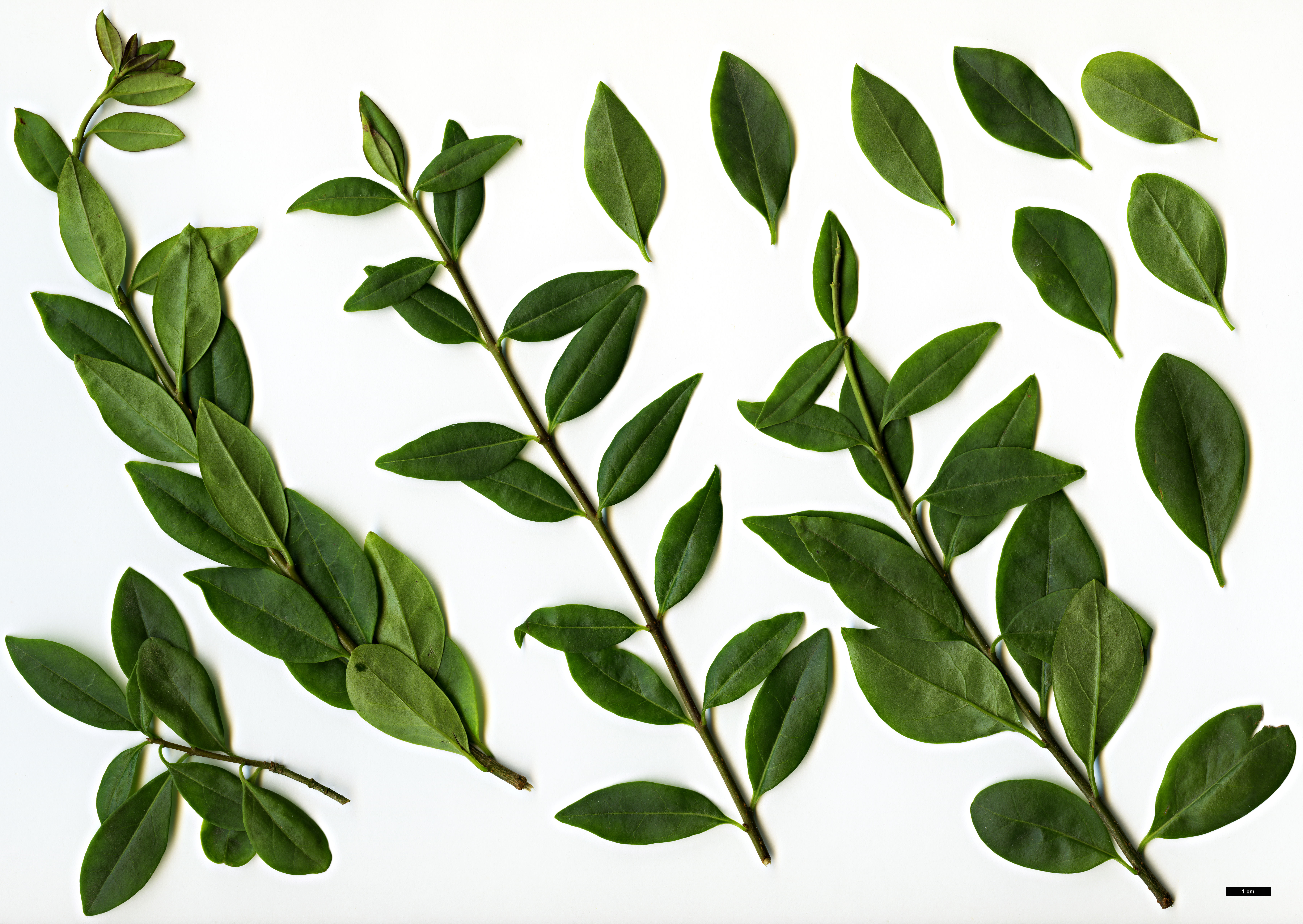 High resolution image: Family: Oleaceae - Genus: Ligustrum - Taxon: vulgare - SpeciesSub: 'Atrovirens'