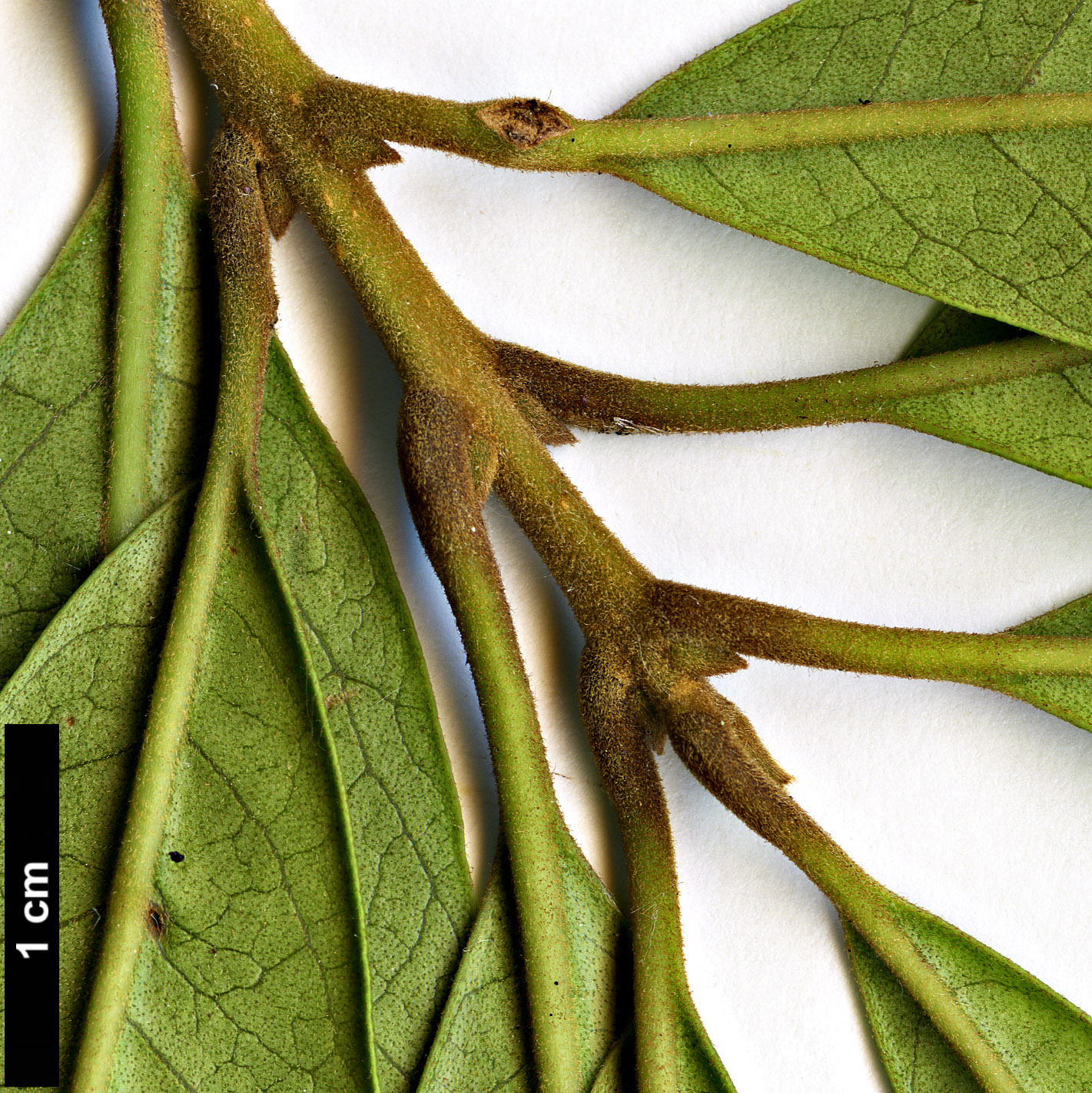 High resolution image: Family: Oleaceae - Genus: Nestegis - Taxon: cunninghamii High resolution image: Family: Oleaceae - Genus: Nestegis - Taxon: cunninghamii