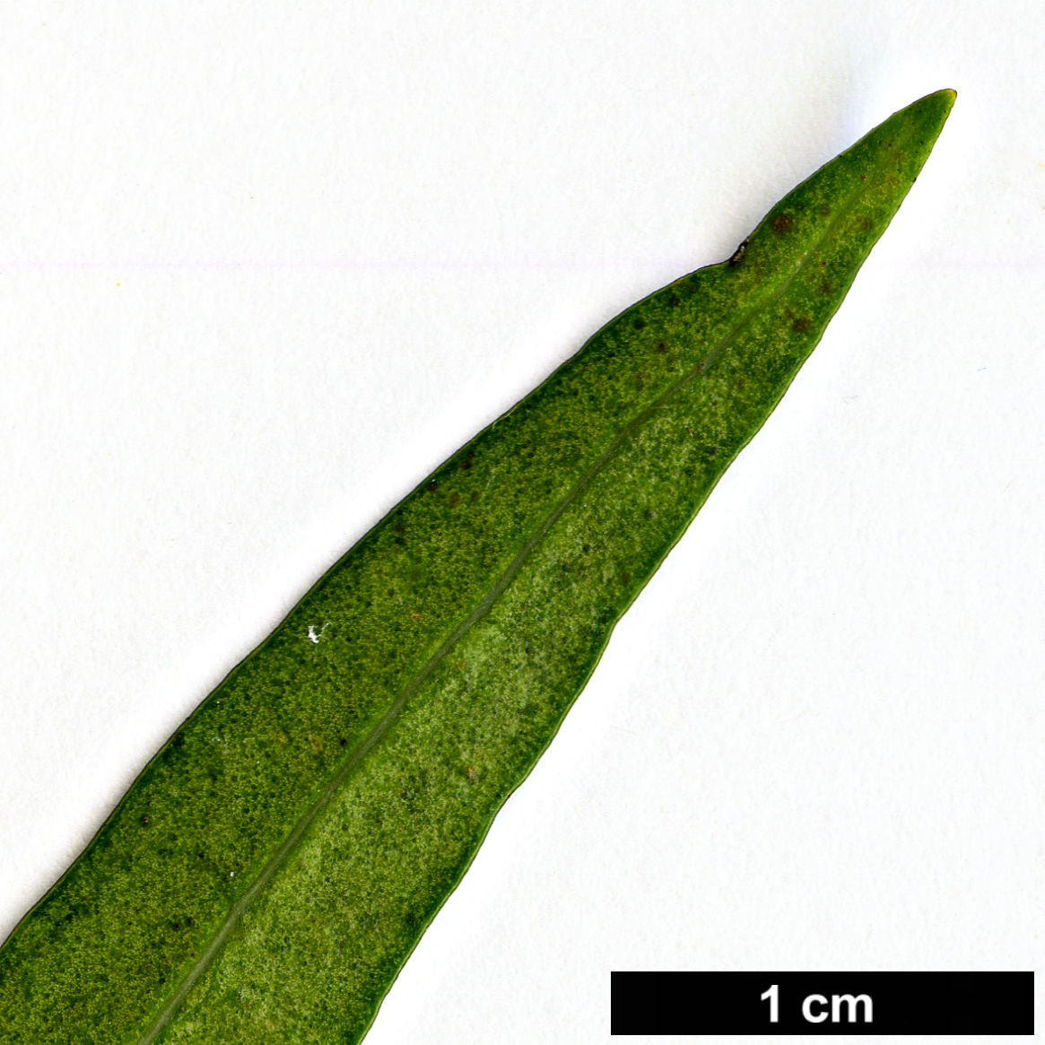 High resolution image: Family: Oleaceae - Genus: Nestegis - Taxon: montana