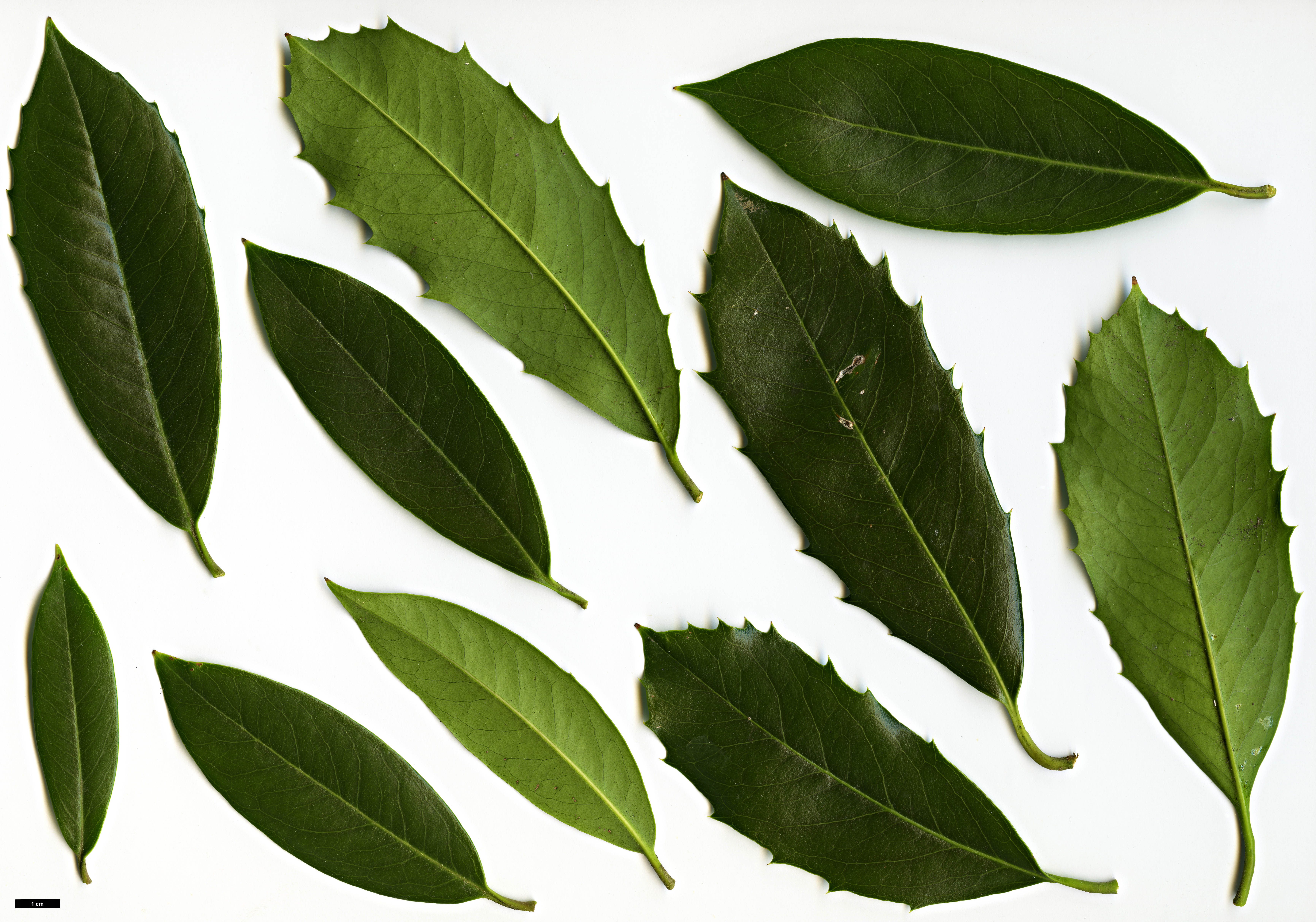 High resolution image: Family: Oleaceae - Genus: Osmanthus - Taxon: armatus High resolution image: Family: Oleaceae - Genus: Osmanthus - Taxon: armatus