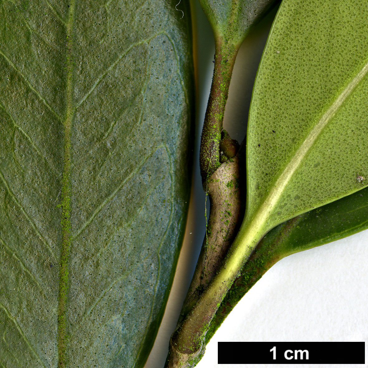 High resolution image: Family: Oleaceae - Genus: Osmanthus - Taxon: heterophyllus High resolution image: Family: Oleaceae - Genus: Osmanthus - Taxon: heterophyllus