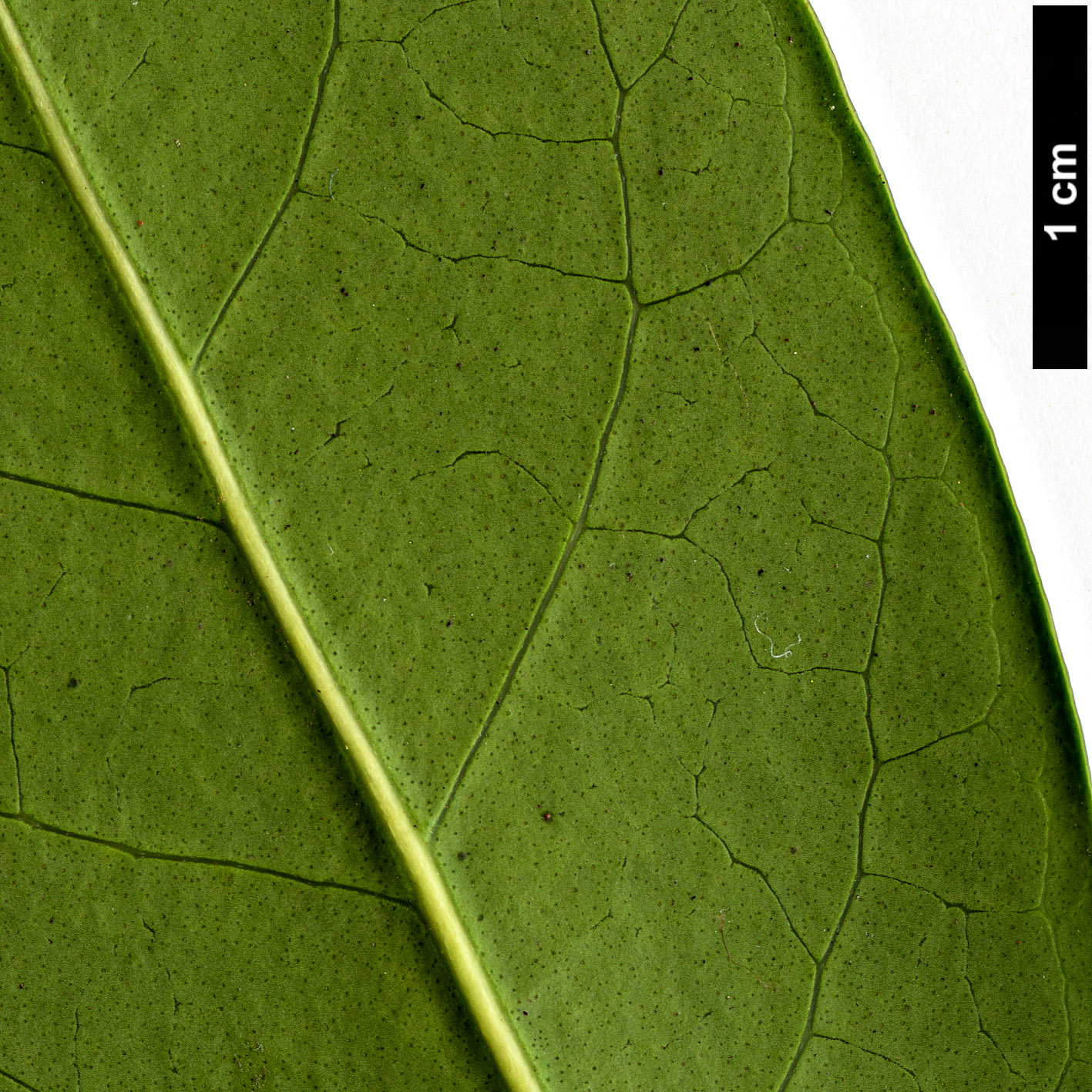 High resolution image: Family: Oleaceae - Genus: Osmanthus - Taxon: serrulatus