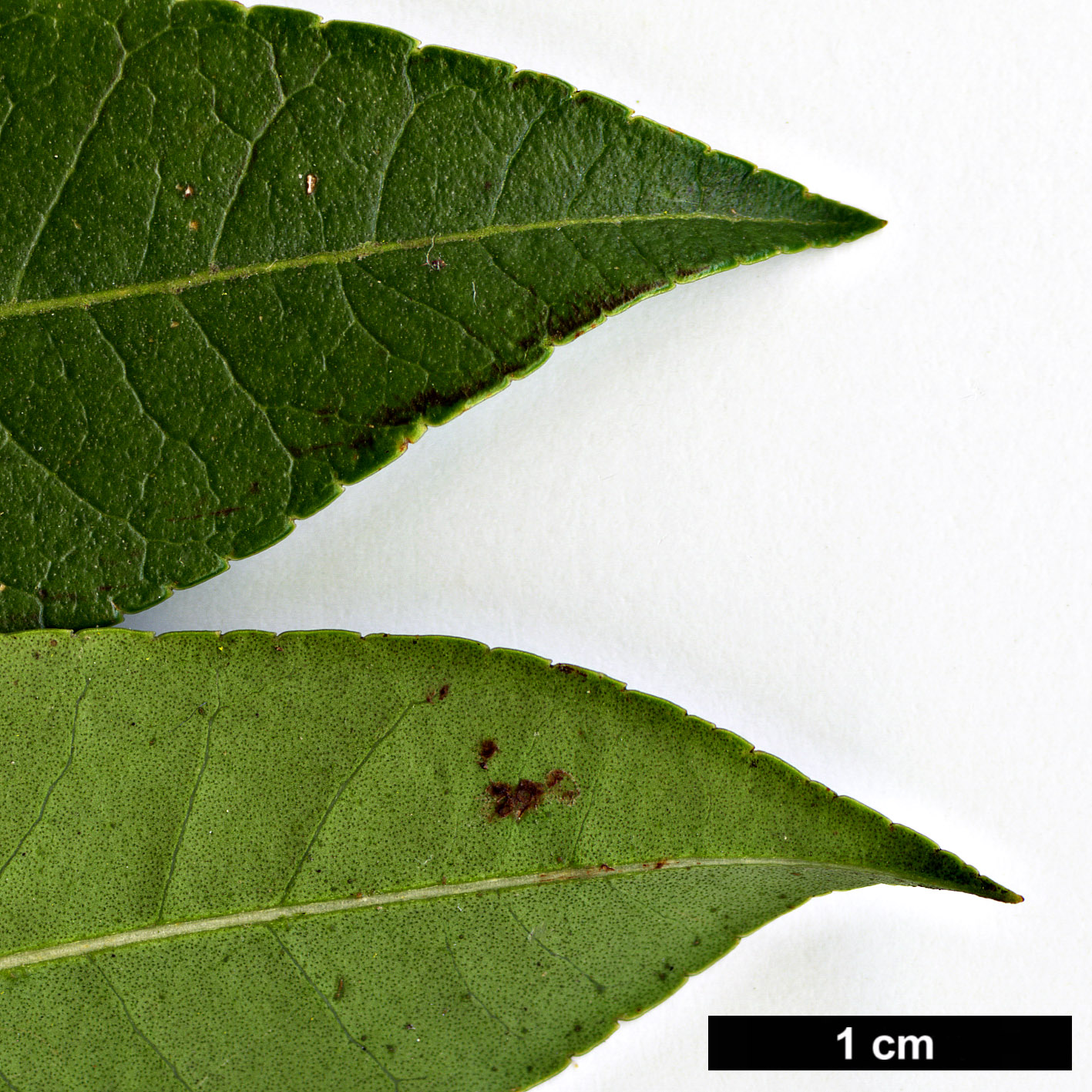 High resolution image: Family: Oleaceae - Genus: Osmanthus - Taxon: suavis High resolution image: Family: Oleaceae - Genus: Osmanthus - Taxon: suavis