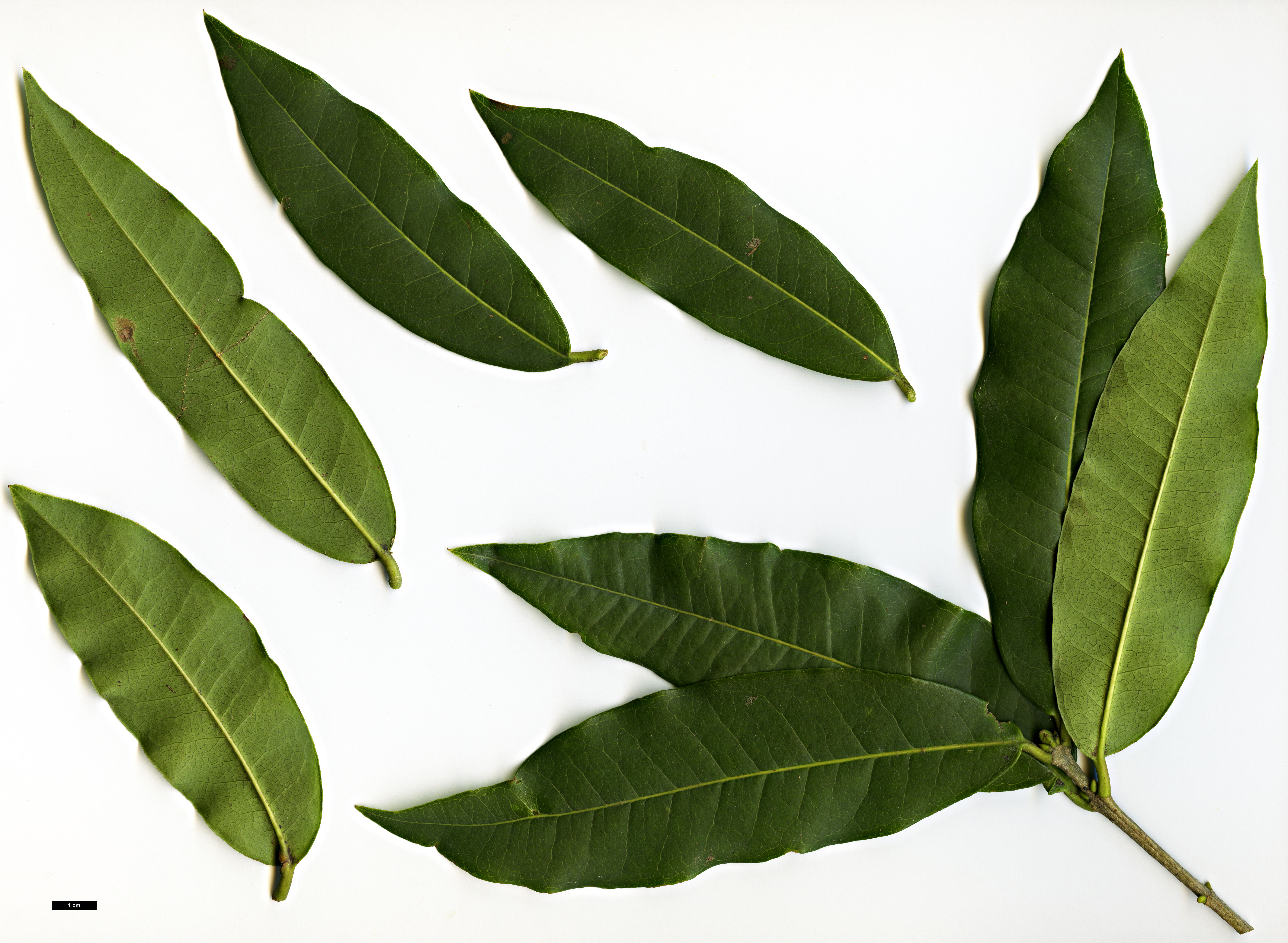 High resolution image: Family: Oleaceae - Genus: Osmanthus - Taxon: yunnanensis High resolution image: Family: Oleaceae - Genus: Osmanthus - Taxon: yunnanensis